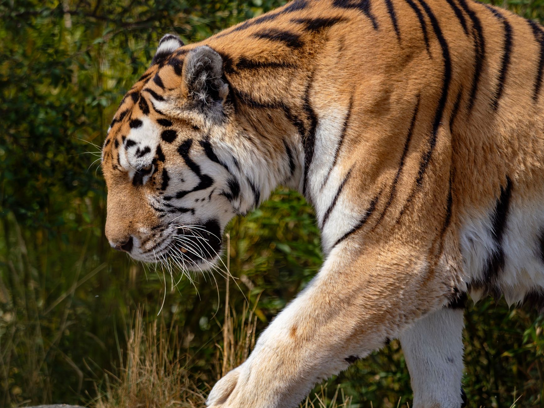 Primo piano di una tigre
