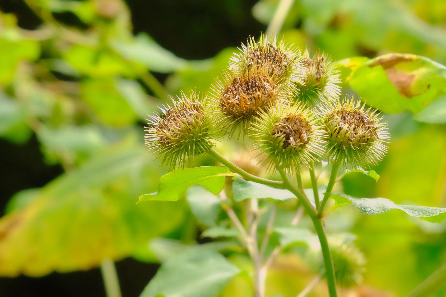 Superficie a strappo ispirata alla natura