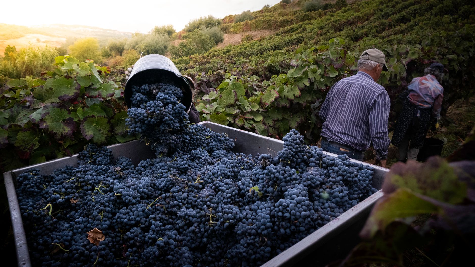 Mani che raccolgono grappoli d'uva durante la vendemmia manuale