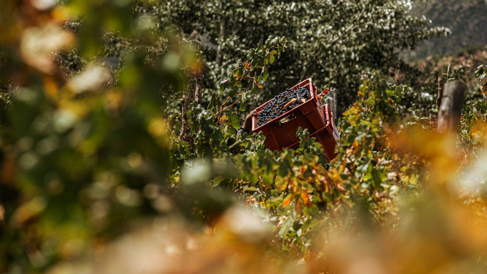Cassette colme di uva appena raccolta in un vigneto italiano