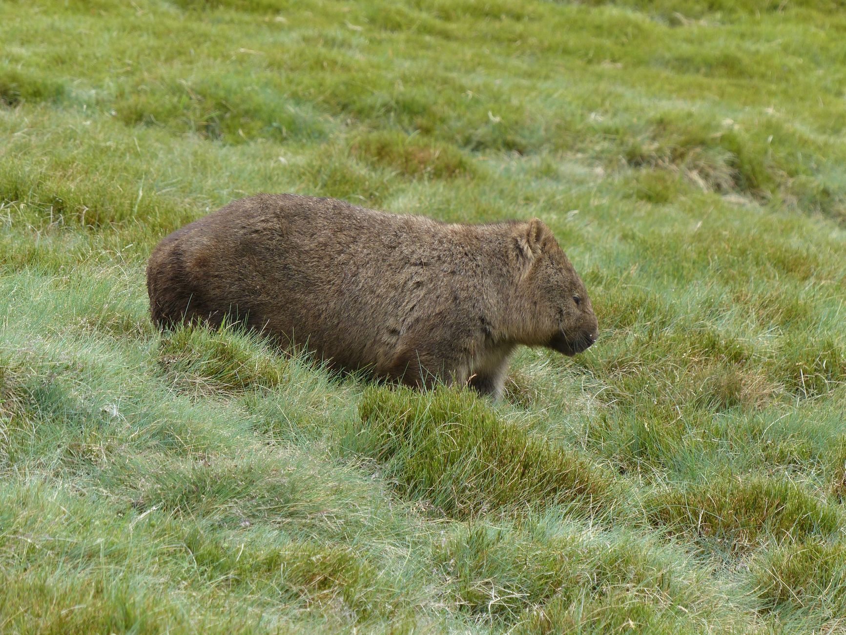 Un wombat, il marsupiale australiano noto per le feci a forma di cubo
