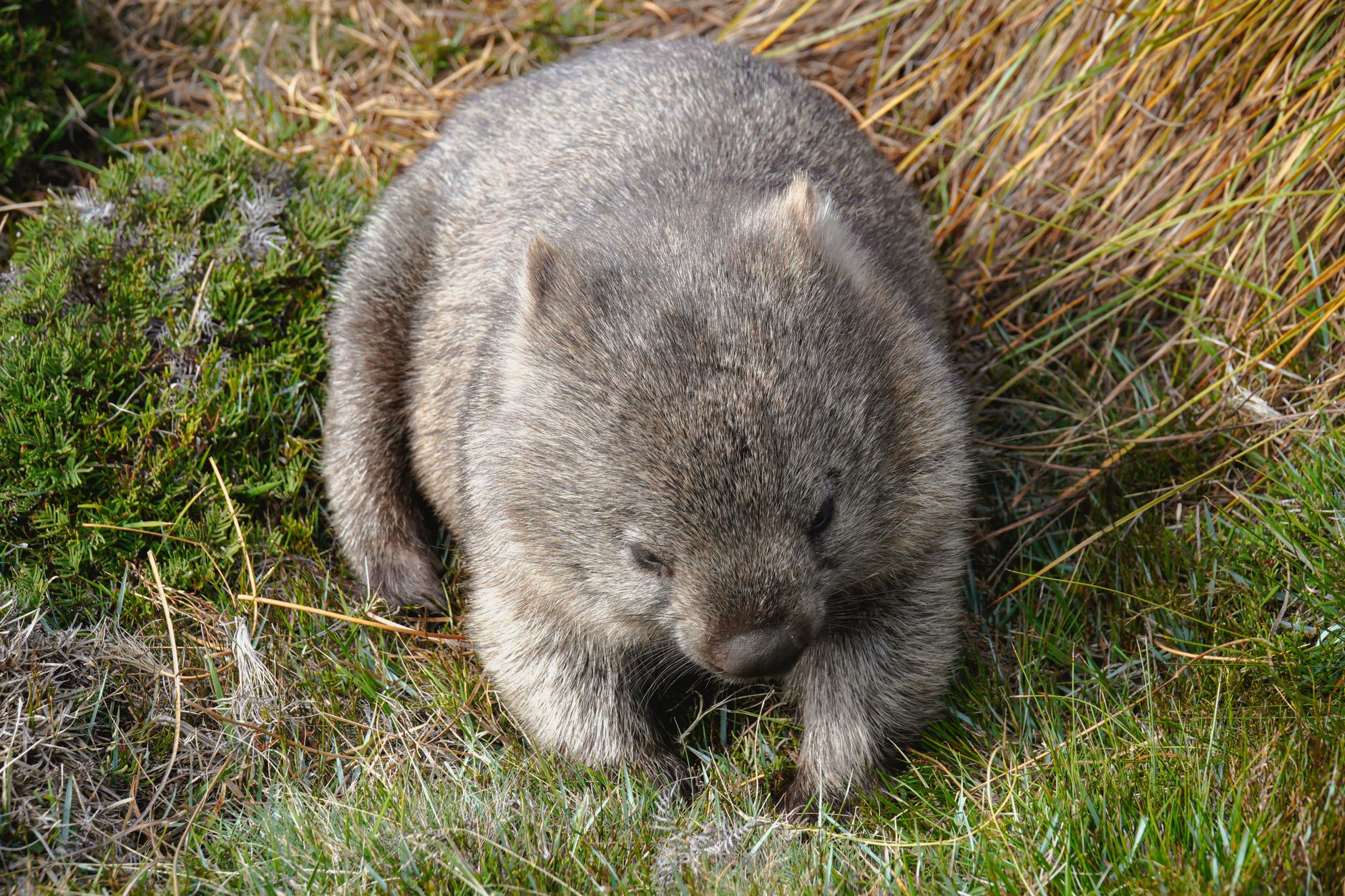 Wombat che cammina in un prato in Australia