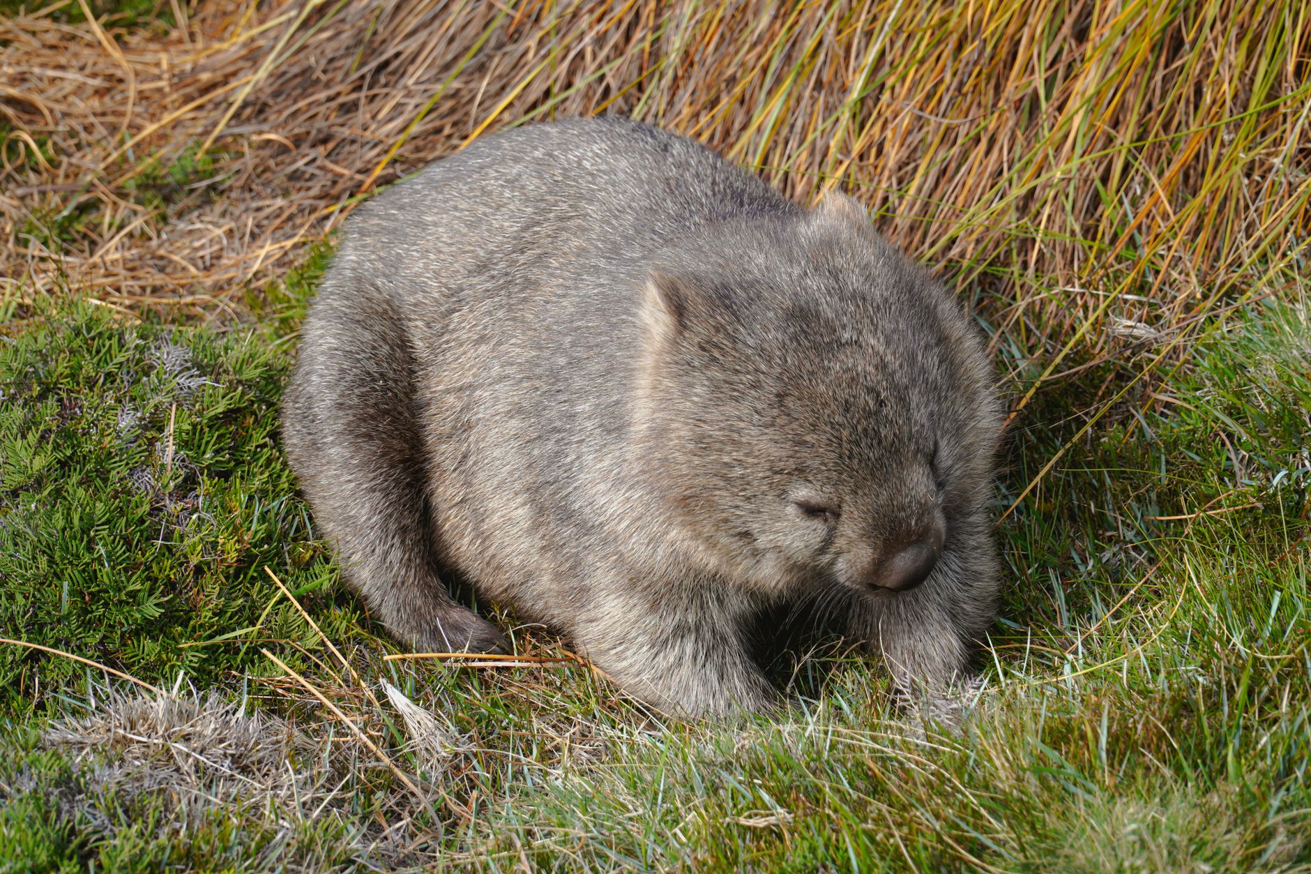 Wombat nel suo ambiente naturale tra l'erba