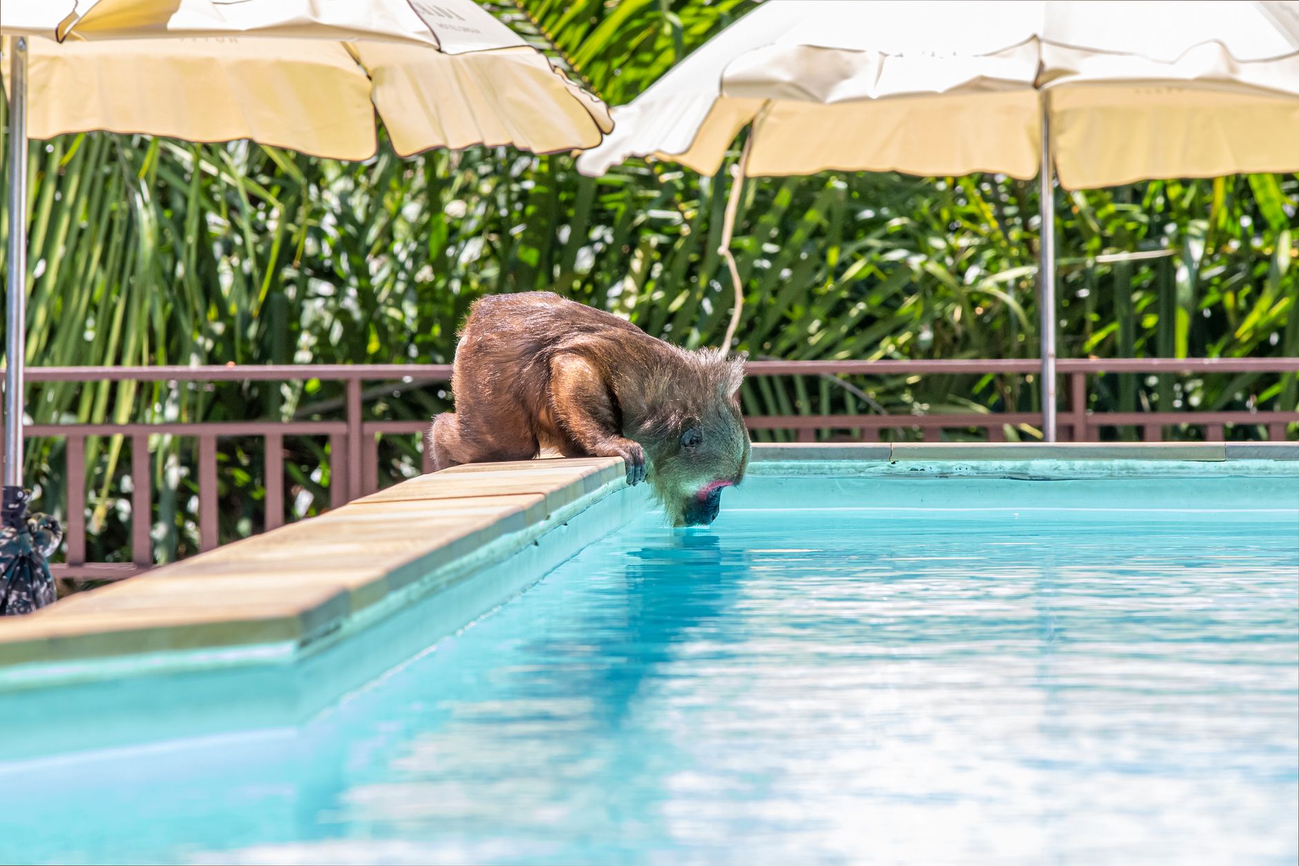Primo piano del muso di un wombat