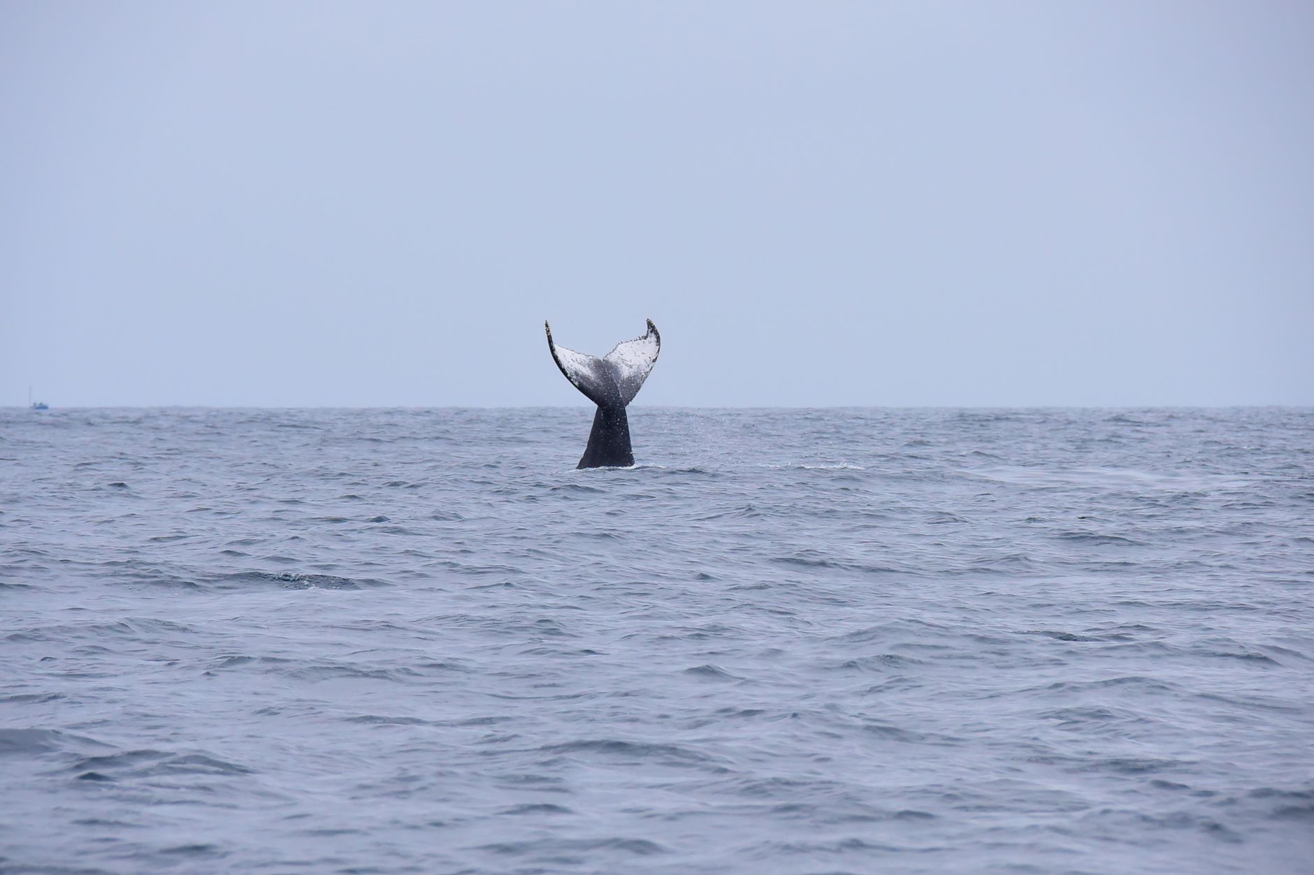 Balena e vita marina negli oceani