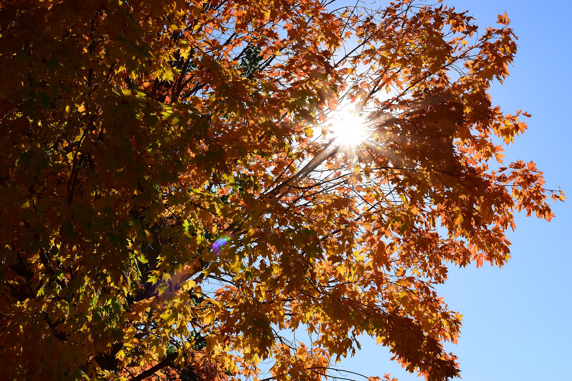 Acero con foglie rosse in autunno