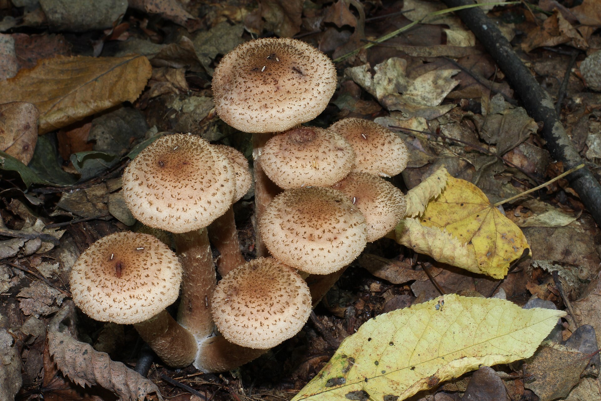 Un gruppo di funghi Armillaria ostoyae con i cappelli color nocciola tra le foglie secche del sottobosco