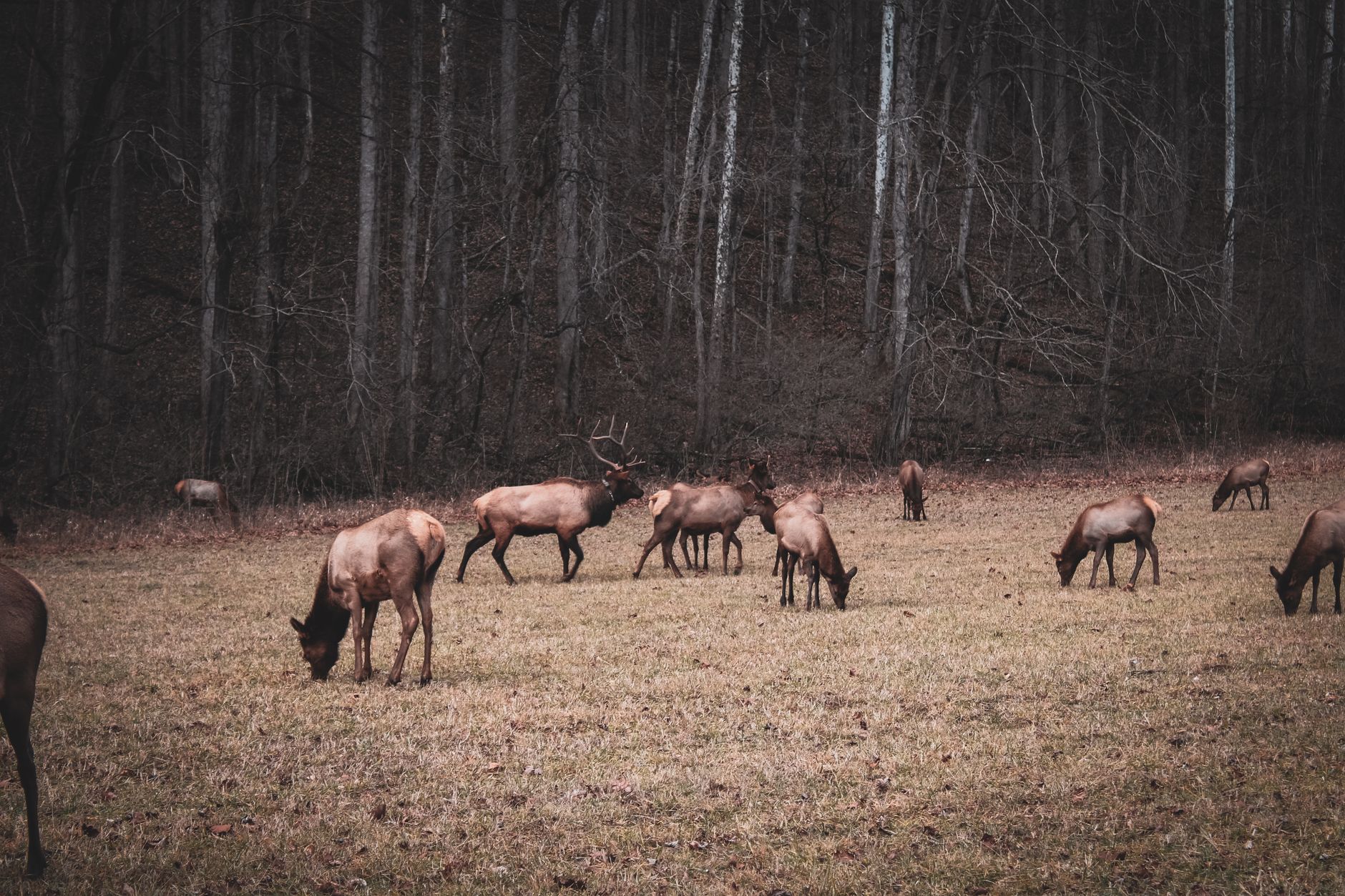 Babirussa, il maiale-cervo delle foreste dell'Indonesia con le zanne ricurve