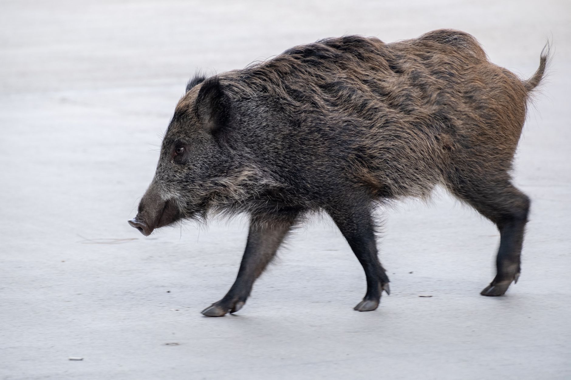 Babirussa, il maiale-cervo delle foreste dell'Indonesia con le zanne ricurve