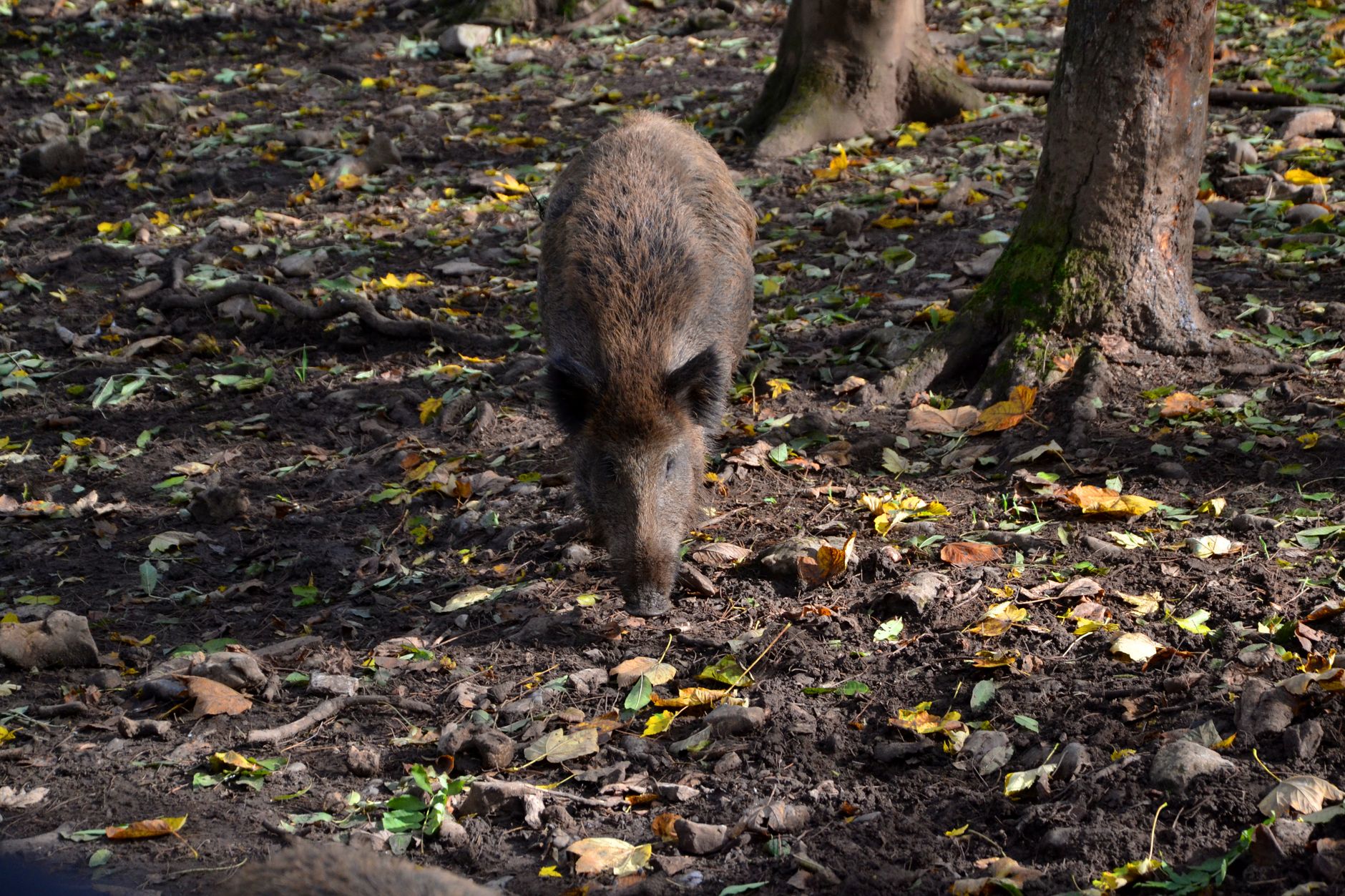 Babirussa, il maiale-cervo delle foreste dell'Indonesia con le zanne ricurve