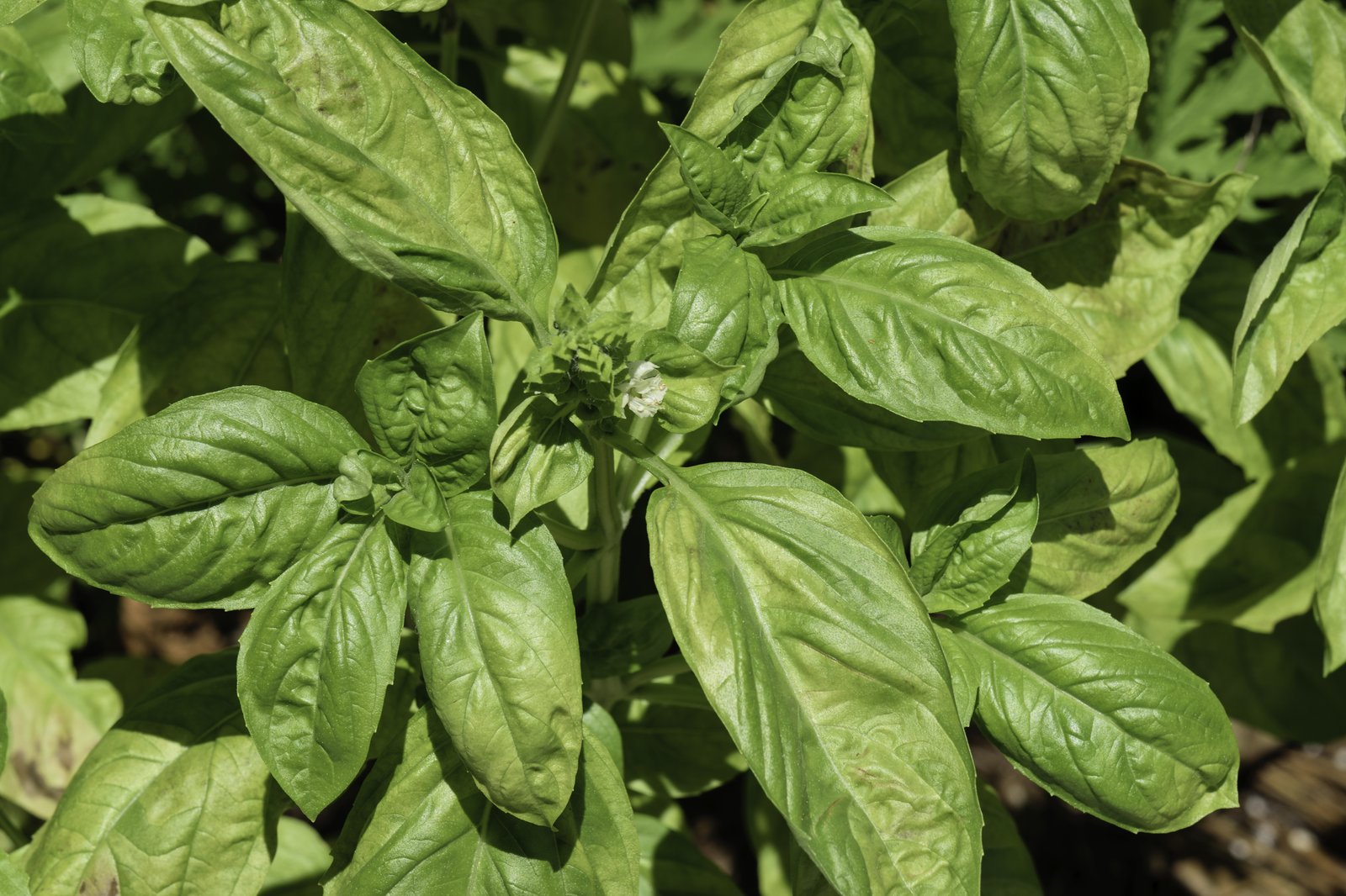 Pianta di basilico fresco (Ocimum basilicum) con foglie verdi lucide
