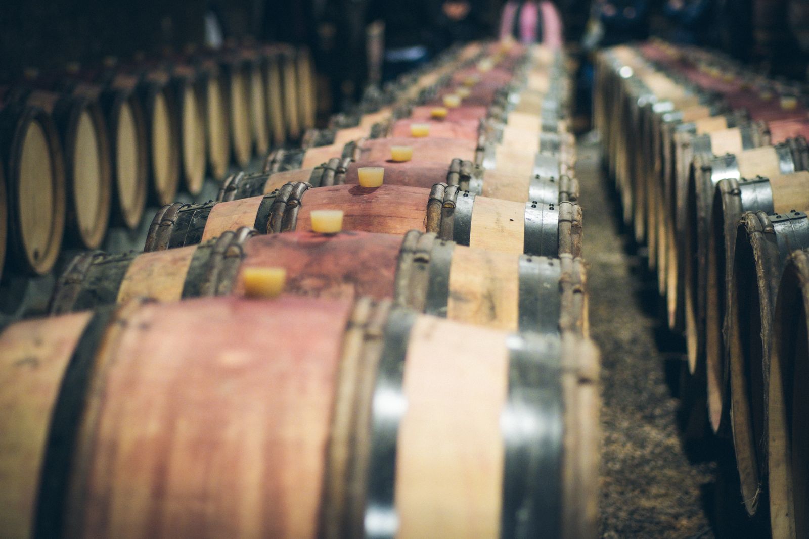 Botti di legno allineate nella penombra di una cantina