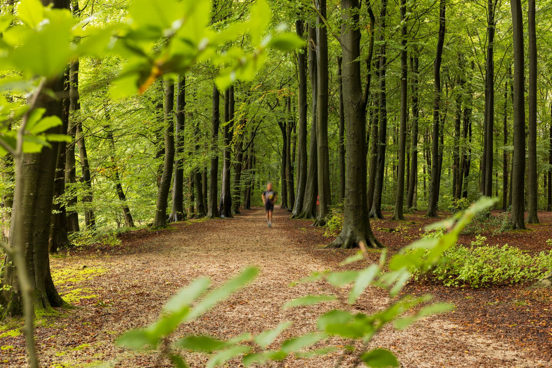 Persona che corre lungo un sentiero nella natura