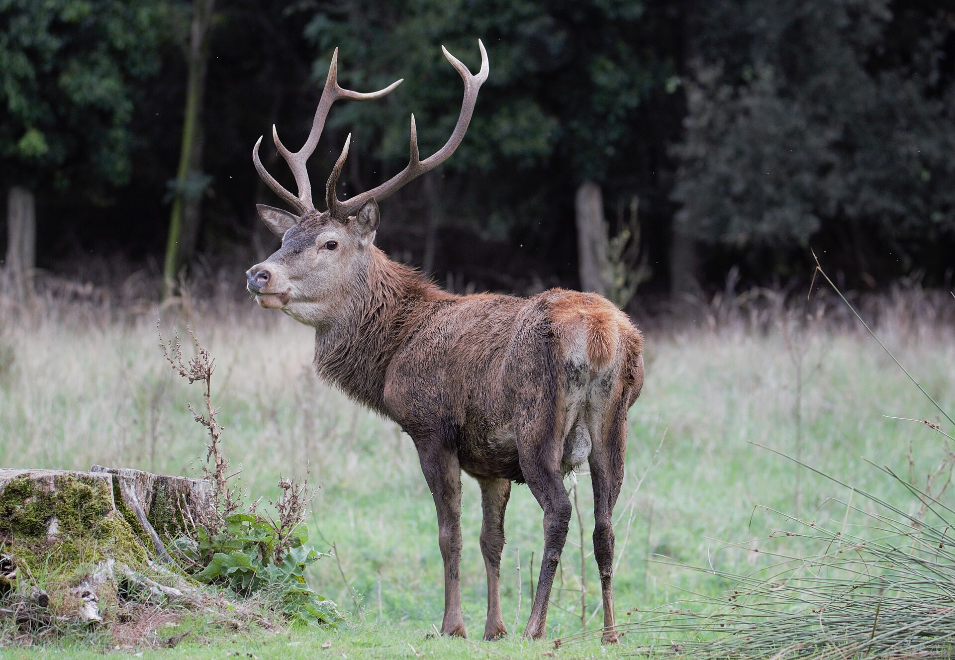 Maschio adulto di cervo della Mesola (Cervus elaphus italicus) nel Gran Bosco della Mesola