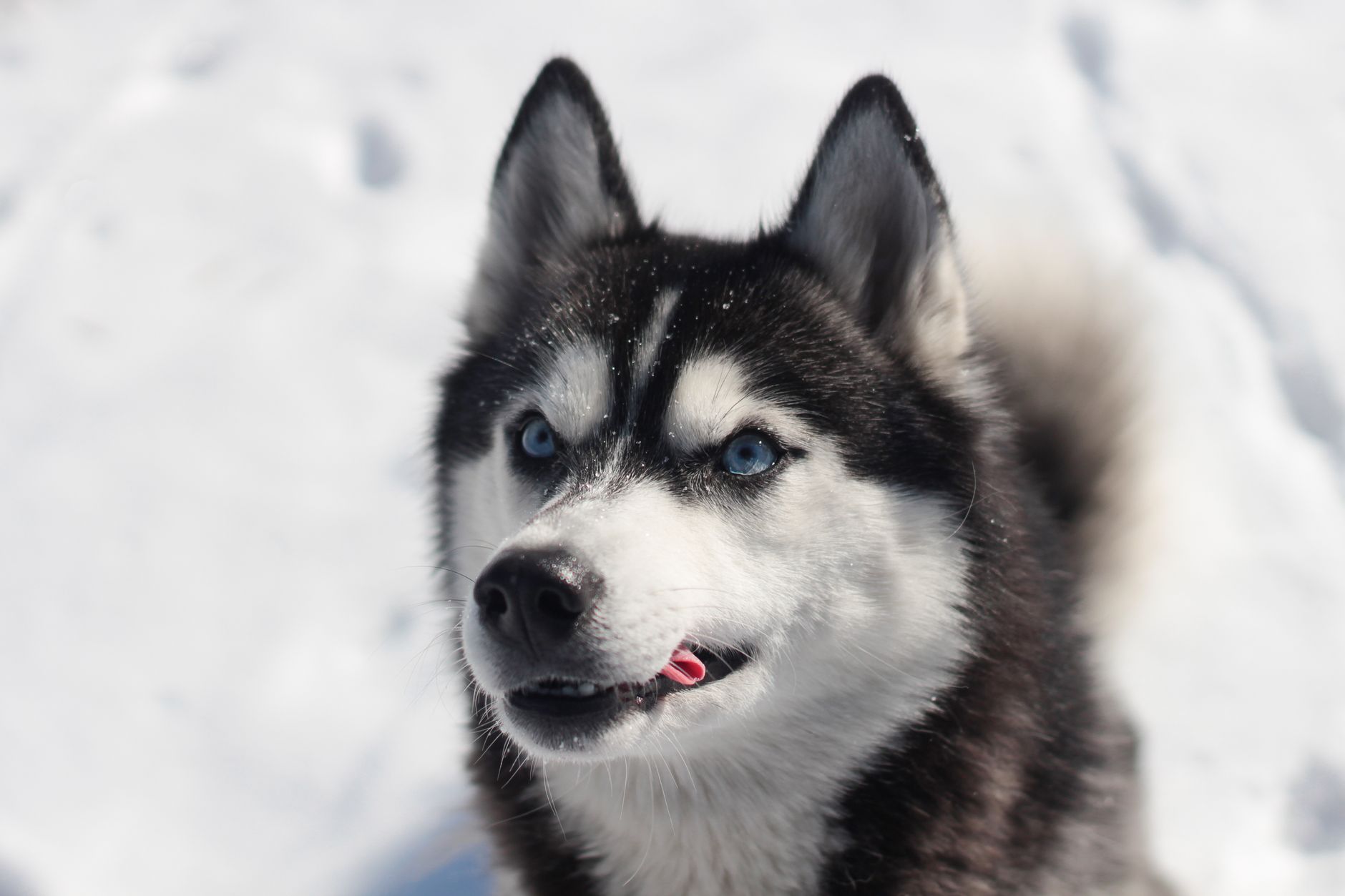 Husky siberiano dagli occhi chiari, esempio di eterocromia negli animali