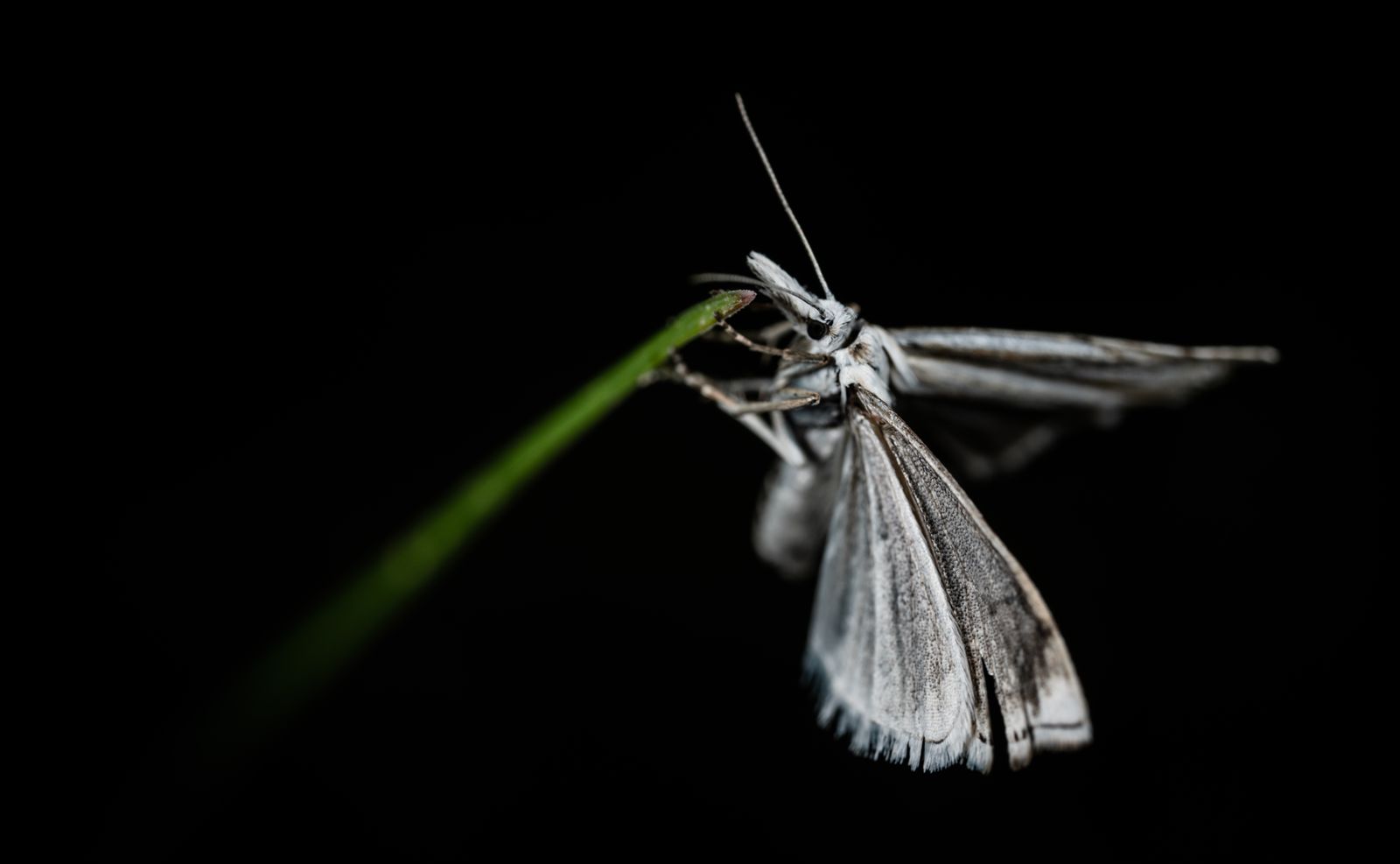 Una falena chiara posata su una foglia al buio