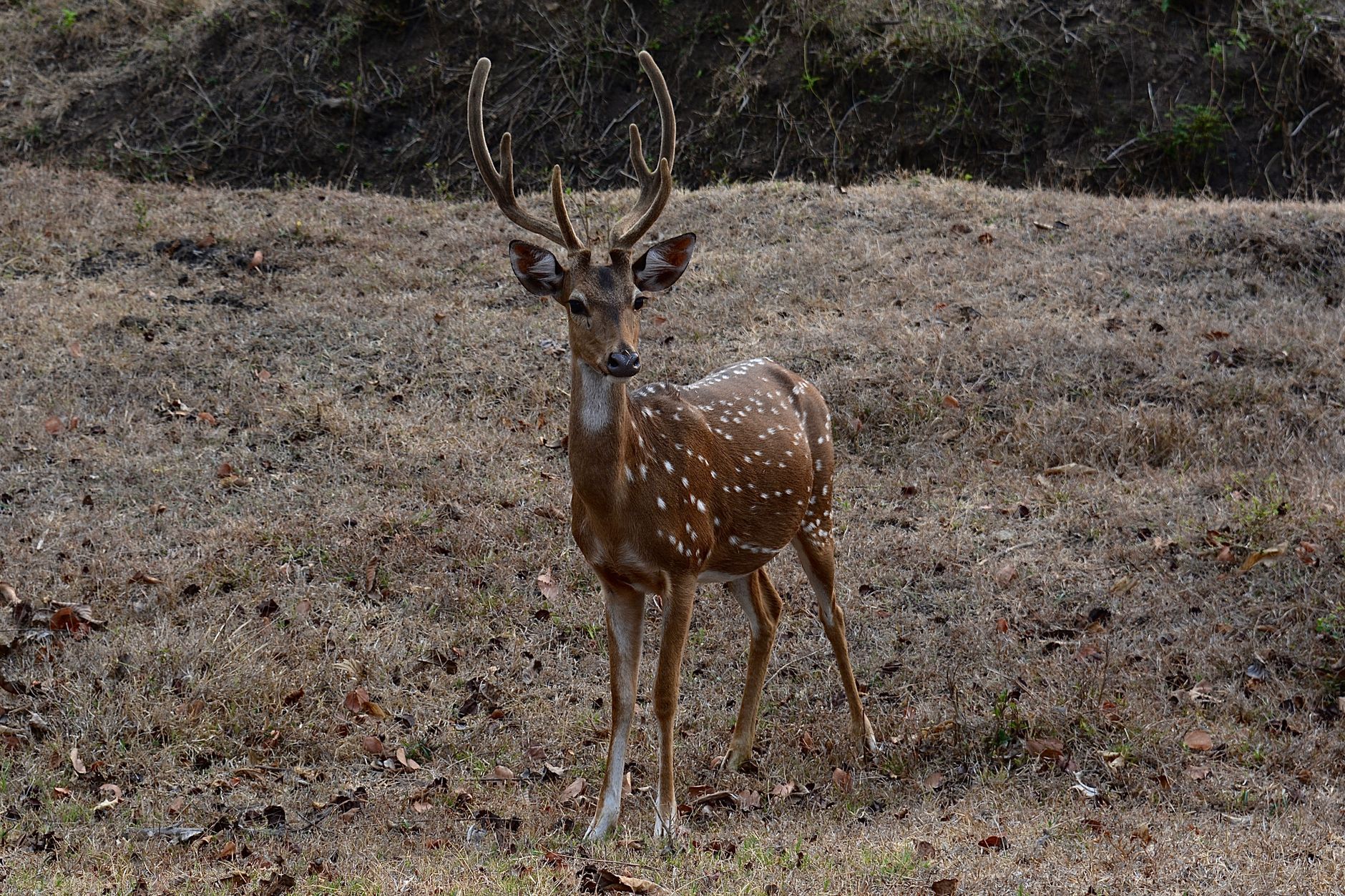 Un cervo maculato nella foresta