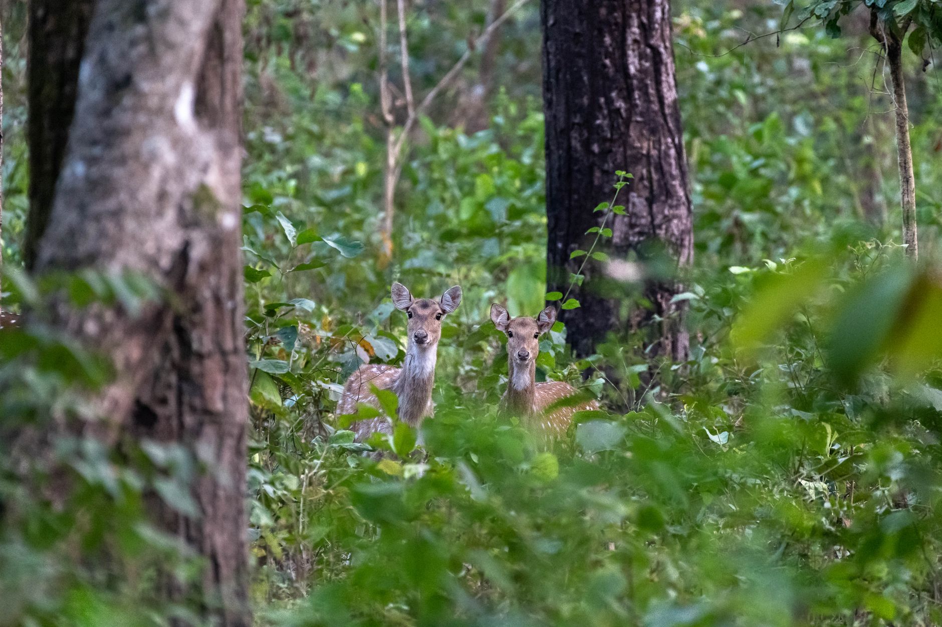 Foresta tropicale, habitat naturale dei cervi