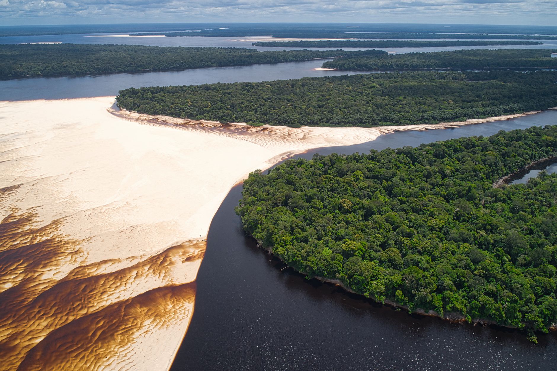 Fitta vegetazione della foresta pluviale tropicale