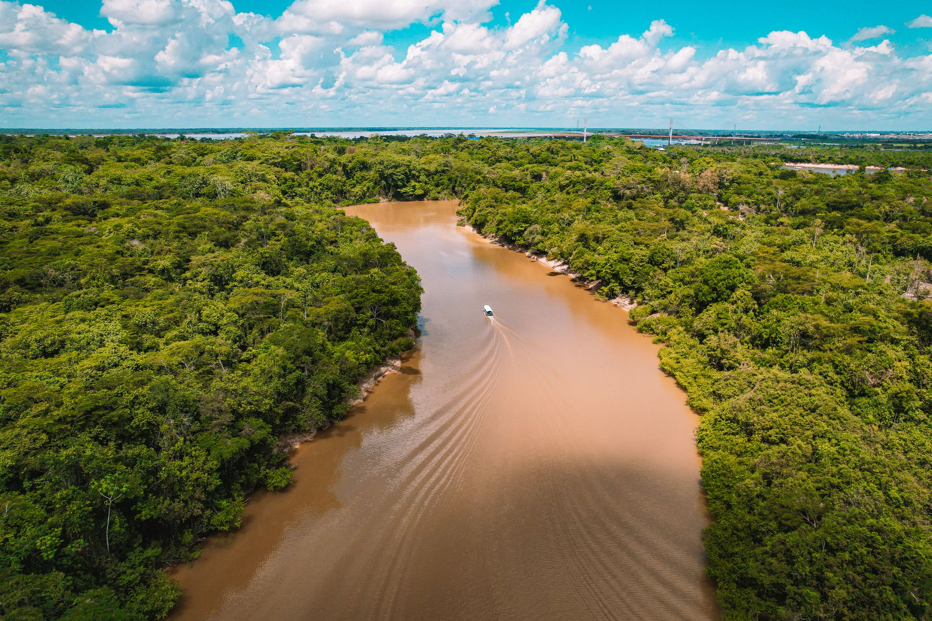 Chioma degli alberi della foresta tropicale vista dall'alto