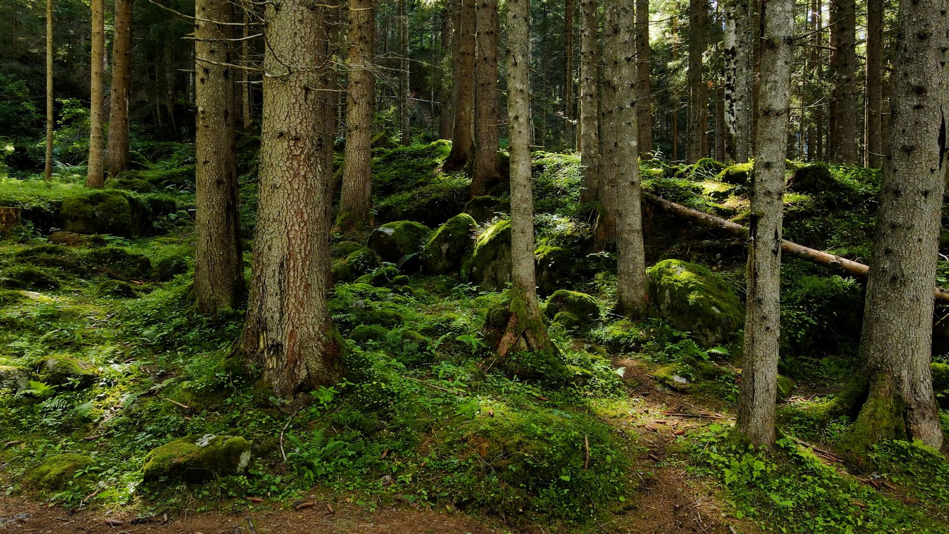 Bosco verde attraversato dalla luce del sole