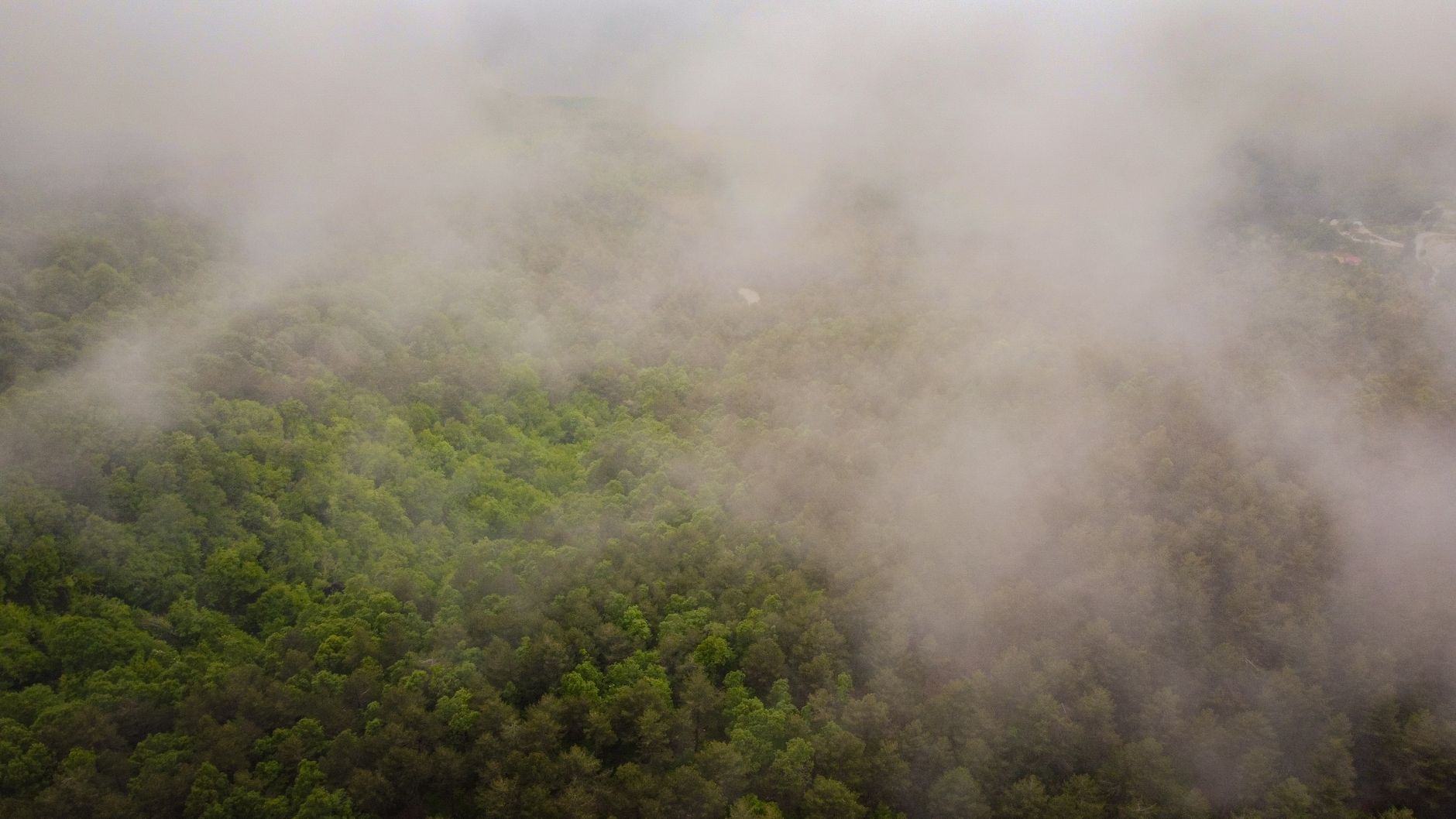 Paesaggio naturale con vegetazione rigogliosa