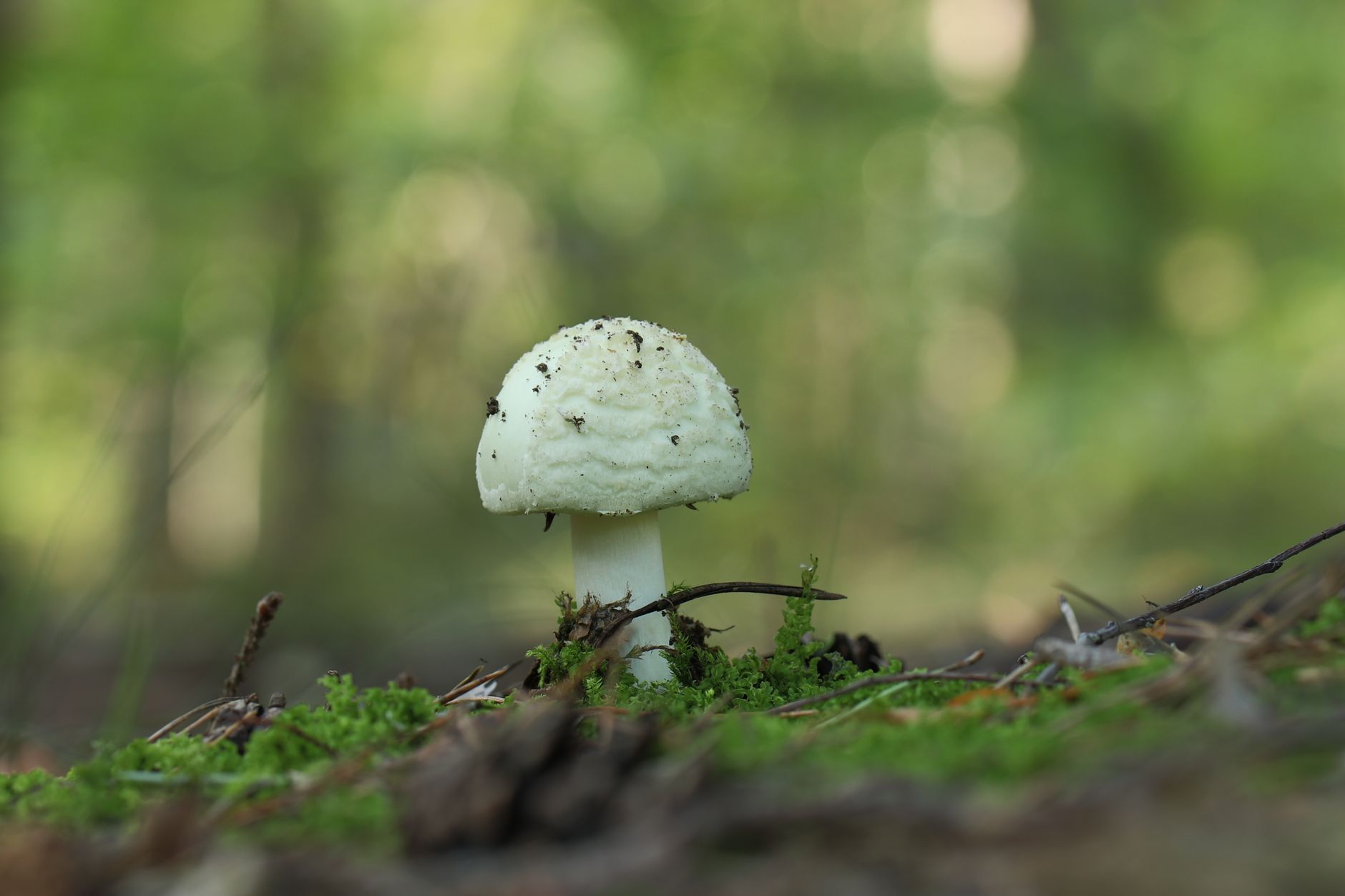 Foresta e ambiente naturale da proteggere