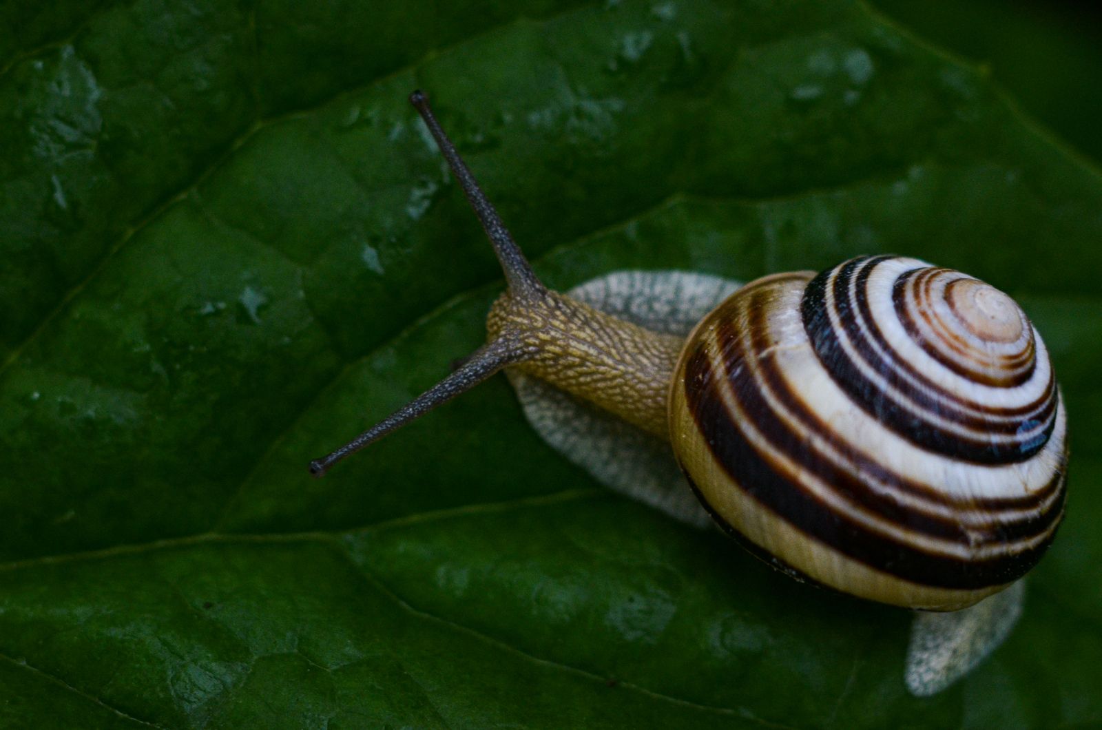 Una chiocciola di giardino avanza lentamente sul bordo di una foglia verde