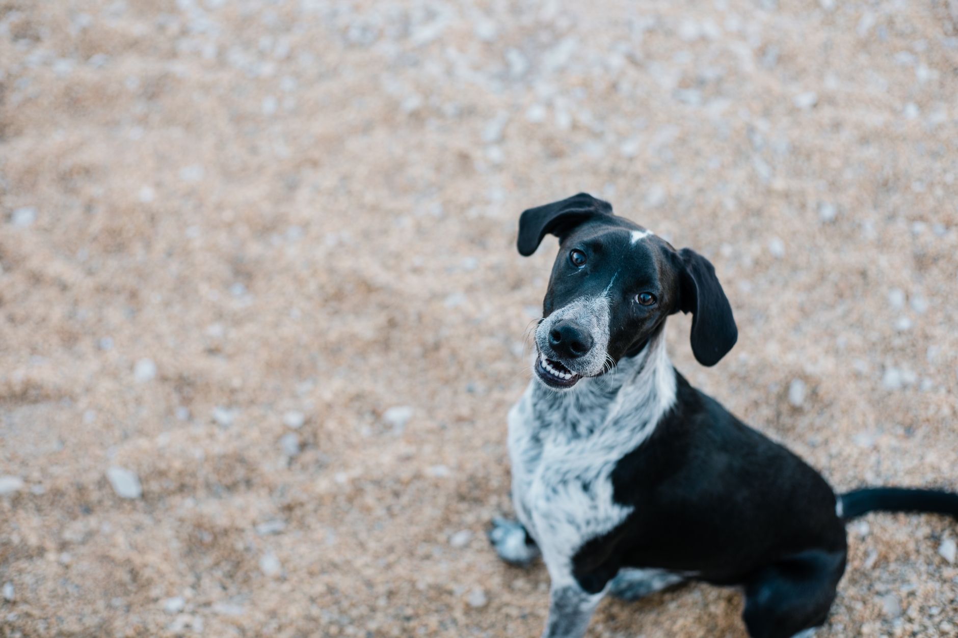 Primo piano di un cane con le orecchie attente