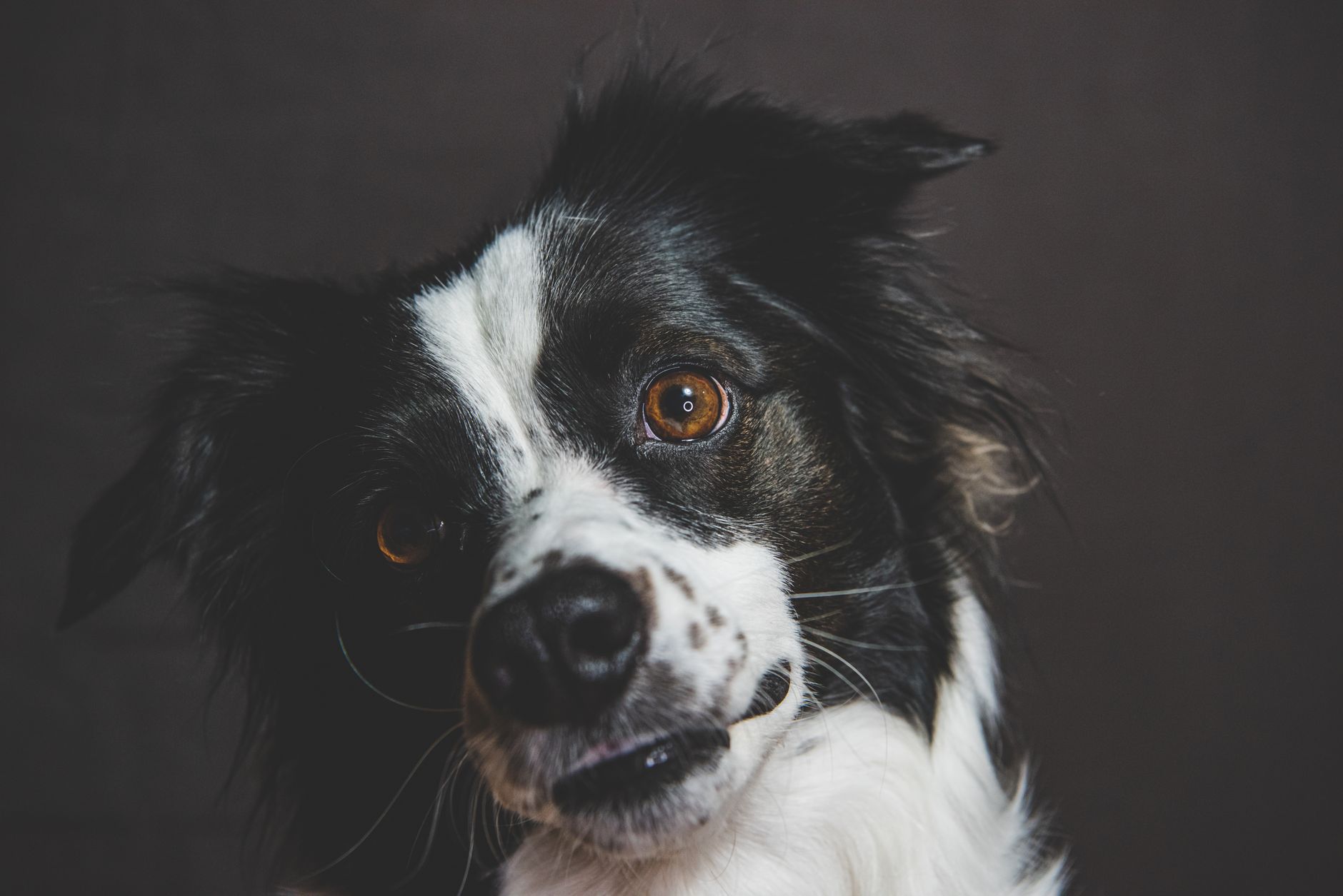 Cane che guarda attentamente il proprio padrone