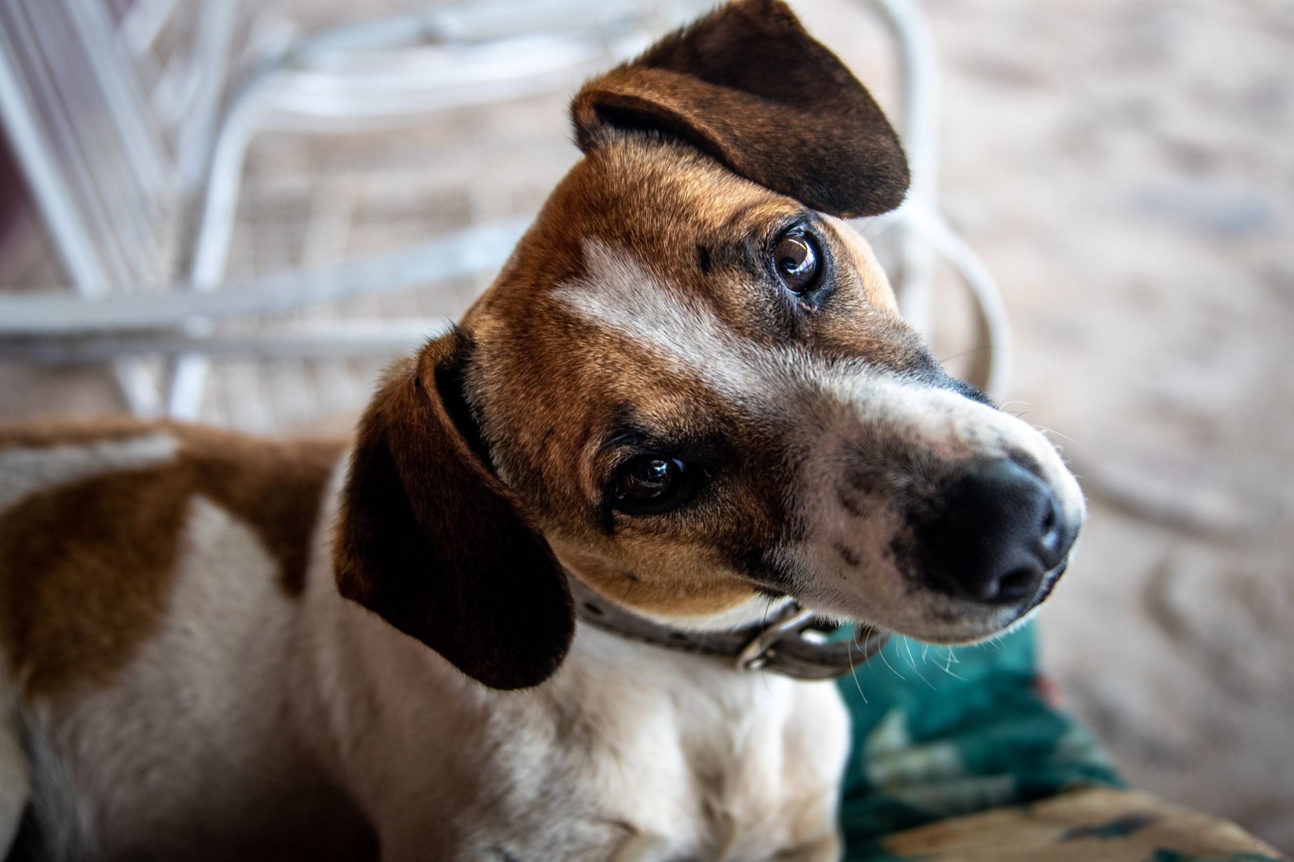 Cane seduto che osserva con espressione curiosa