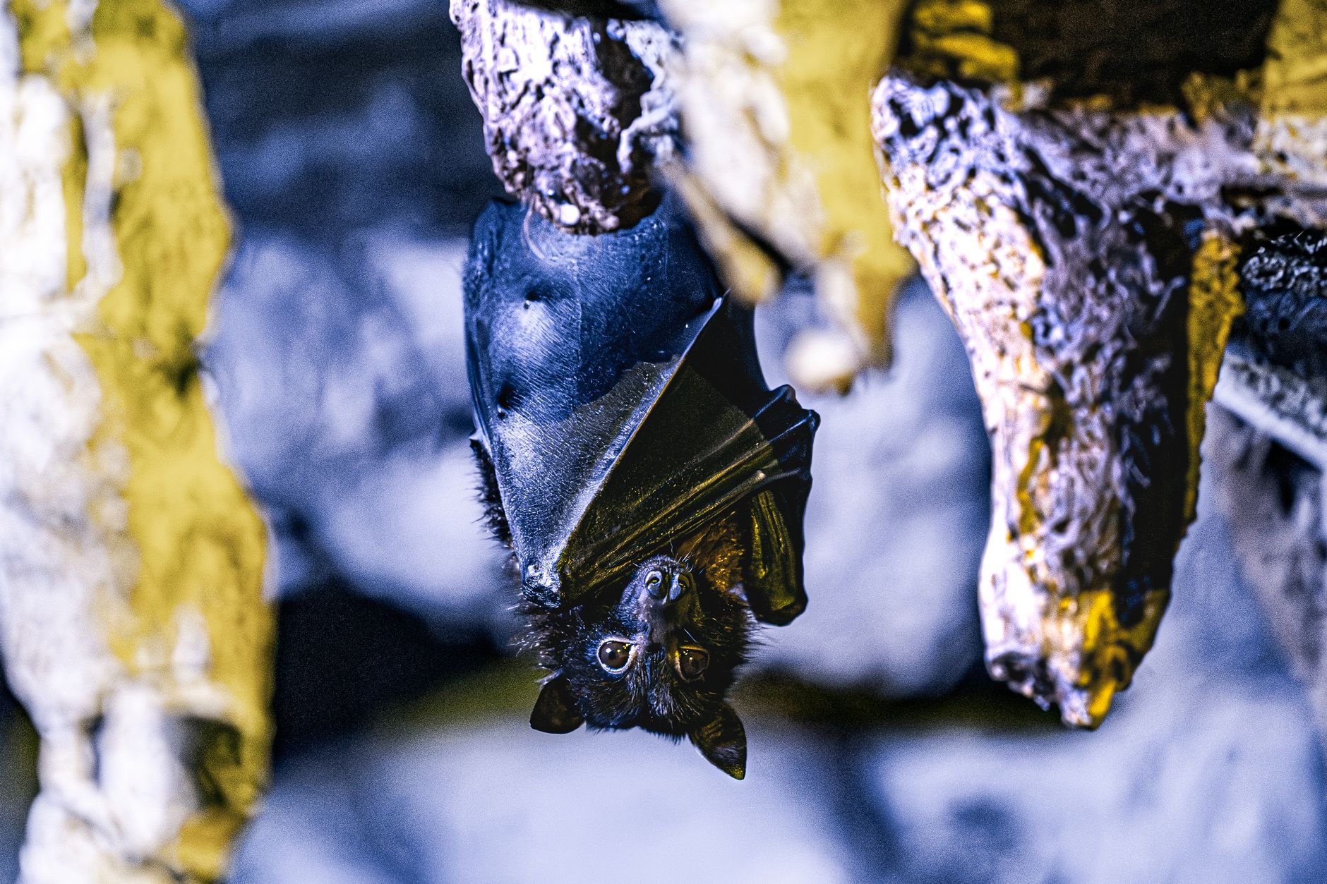 Pipistrello appeso a un ramo nella penombra