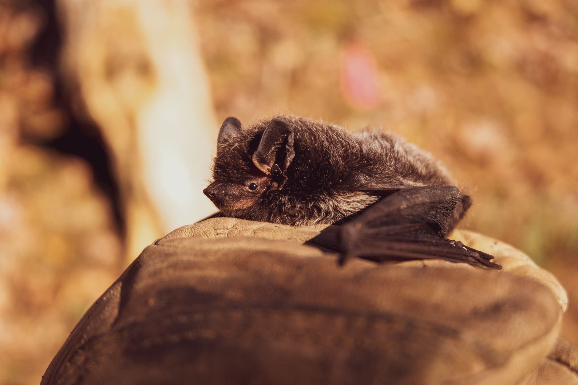 Colonia di pipistrelli in una grotta