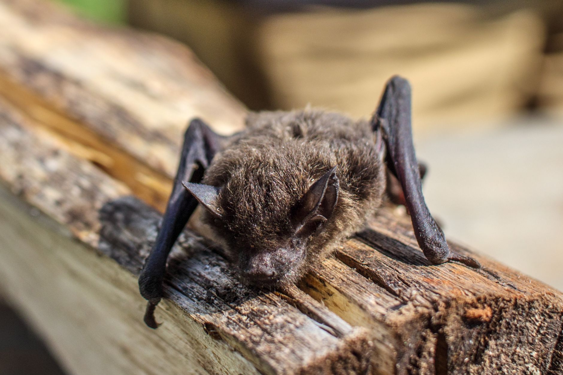 Primo piano del muso di un pipistrello
