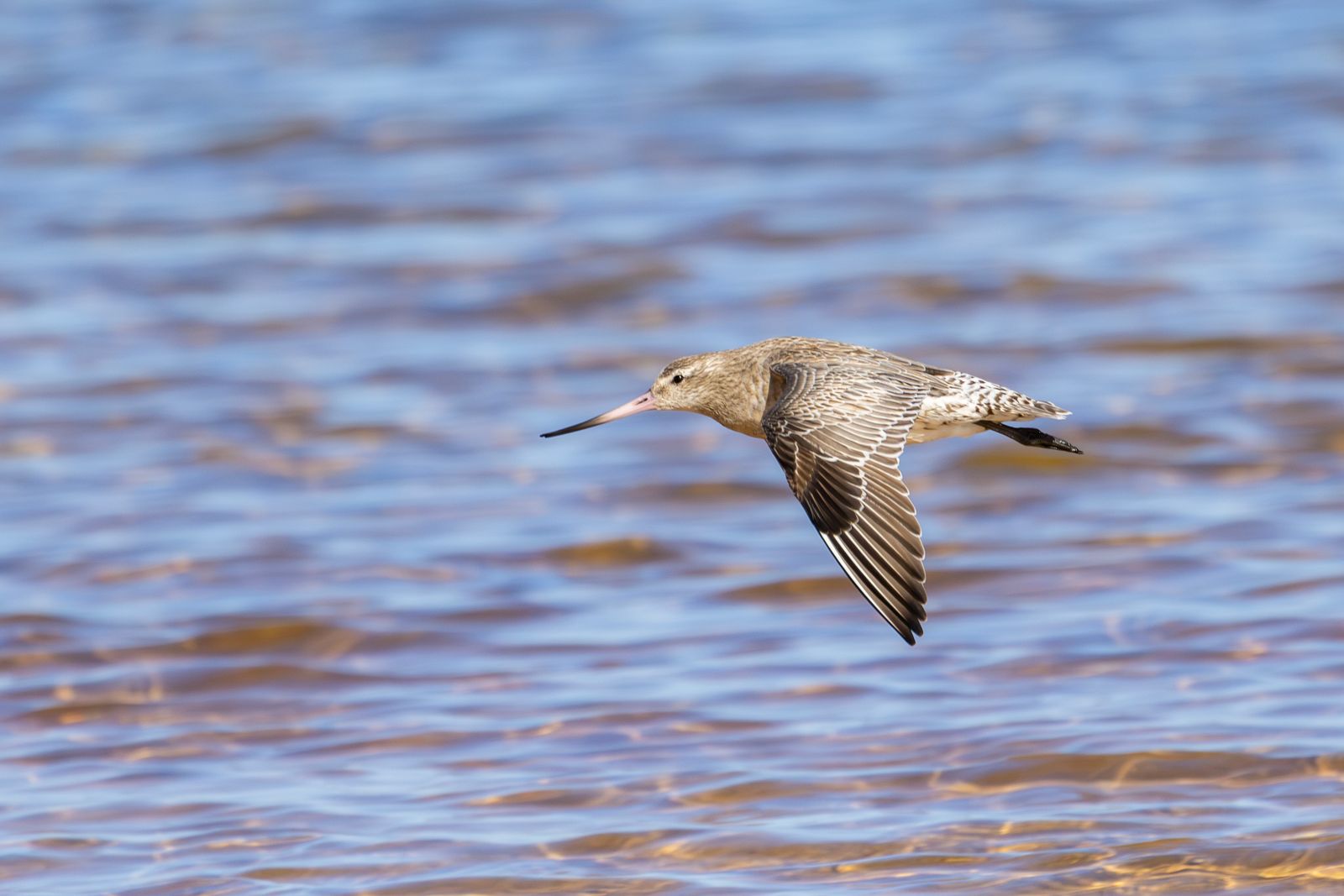 Una pittima minore in volo sopra l'acqua
