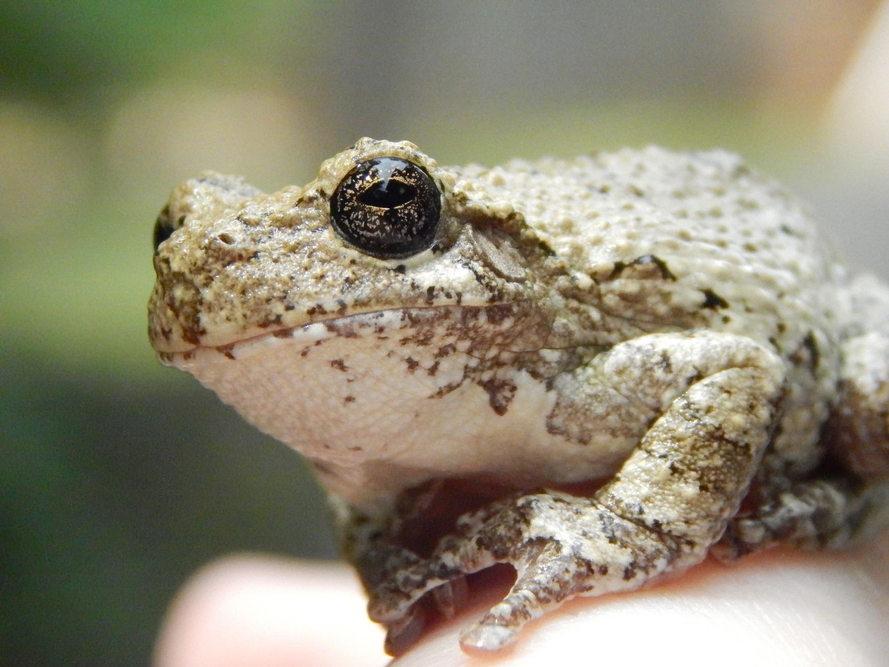 Rana dai colori vivaci mimetizzata tra il fogliame