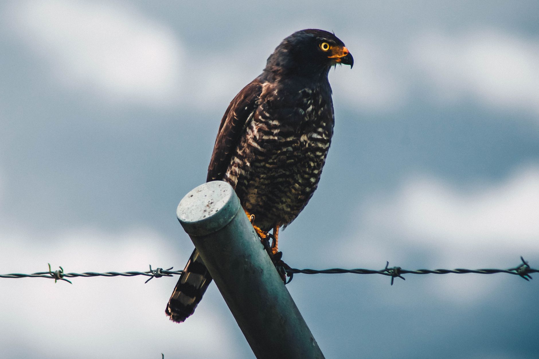 Rapace che vola sopra una zona aperta