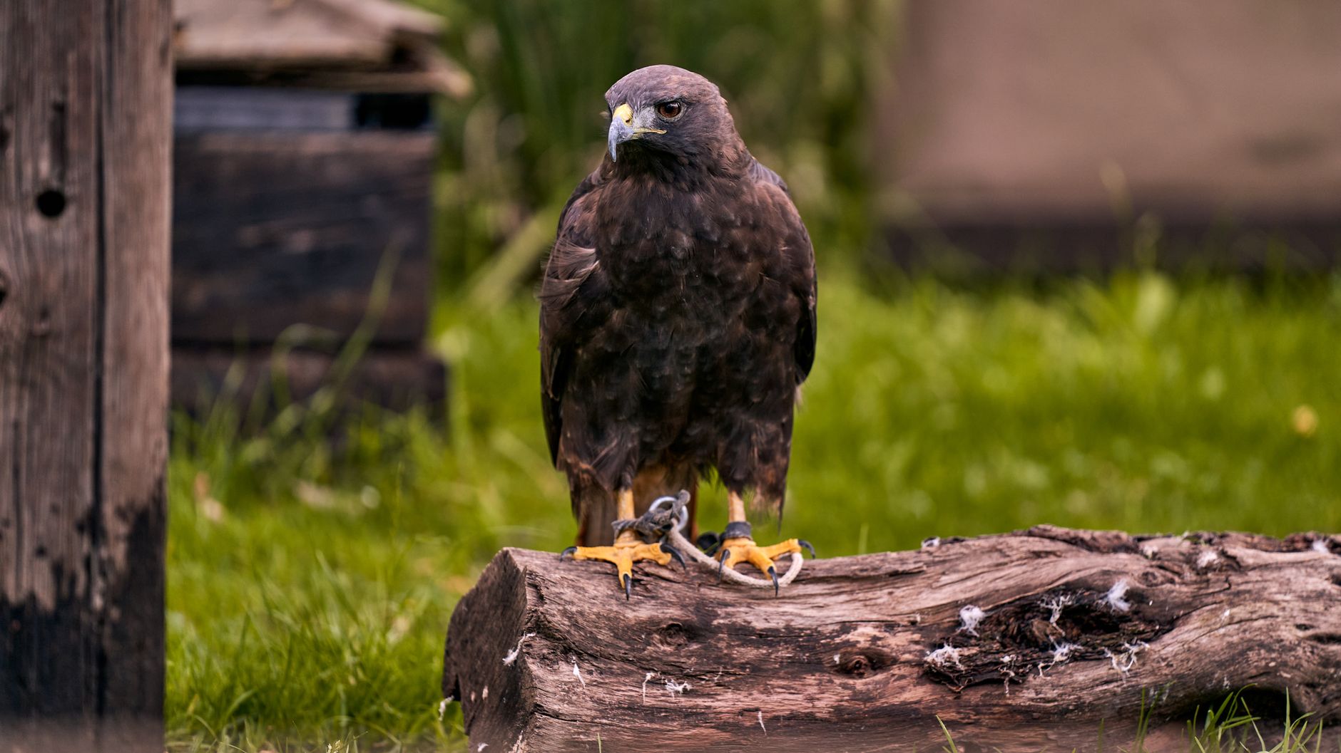 Rapace appollaiato in un paesaggio arido