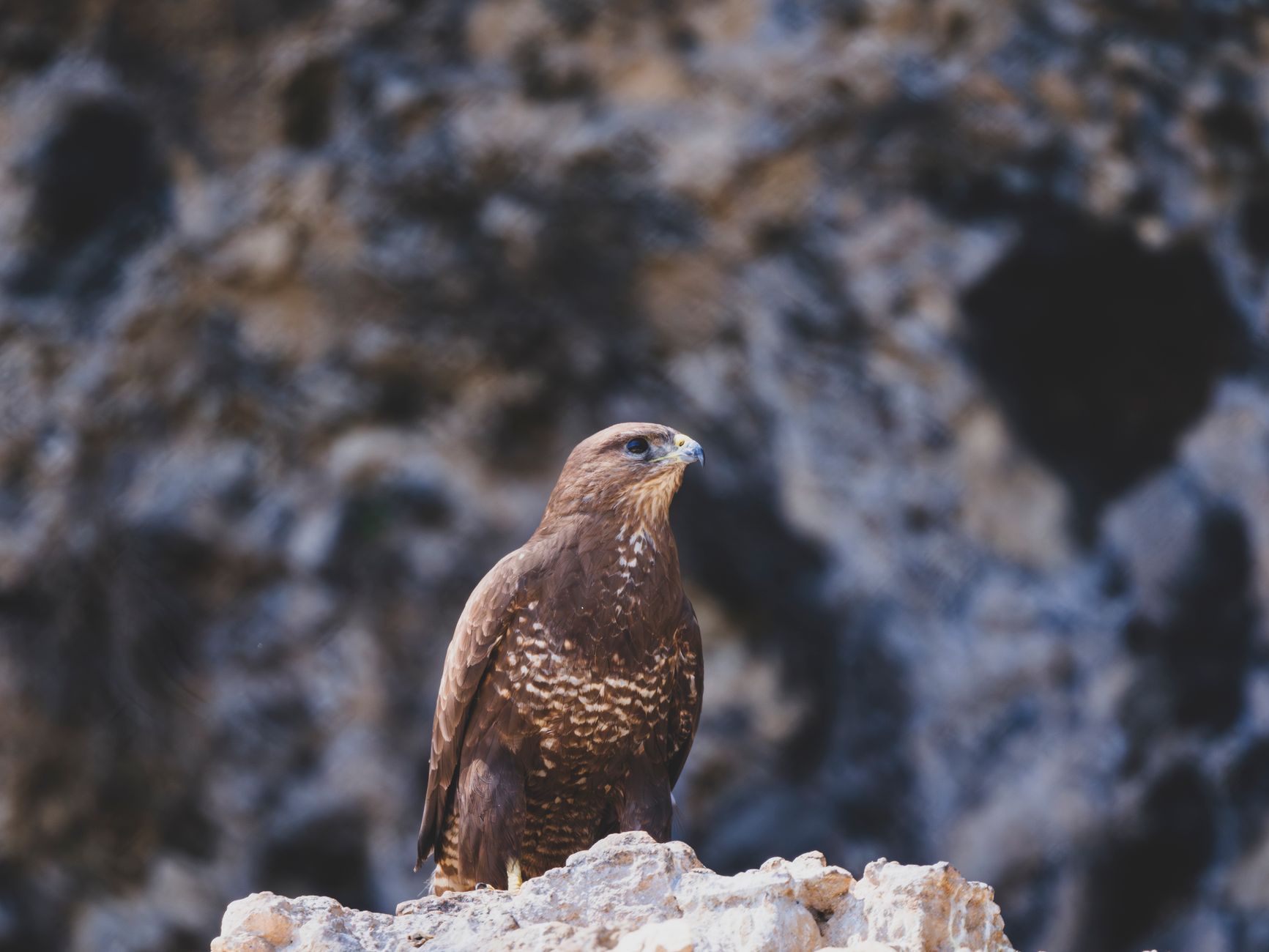 Rapace con lo sguardo rivolto verso il basso