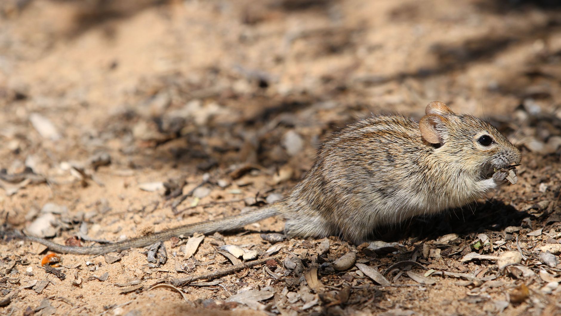 Semi e granaglie tipici della dieta di un roditore granivoro