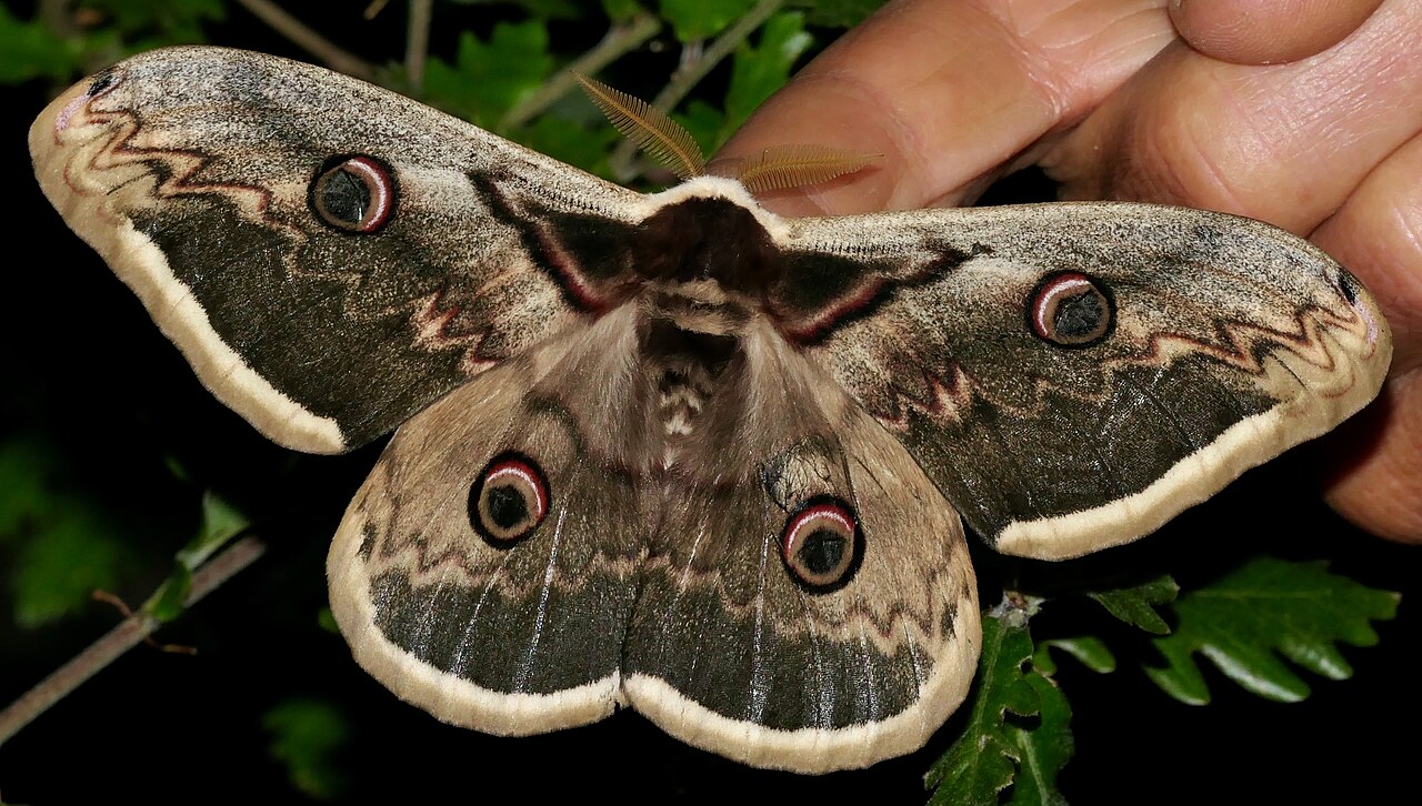 Un maschio di saturnia del pero con le ali aperte, i quattro ocelli e le antenne piumate, accanto a una mano