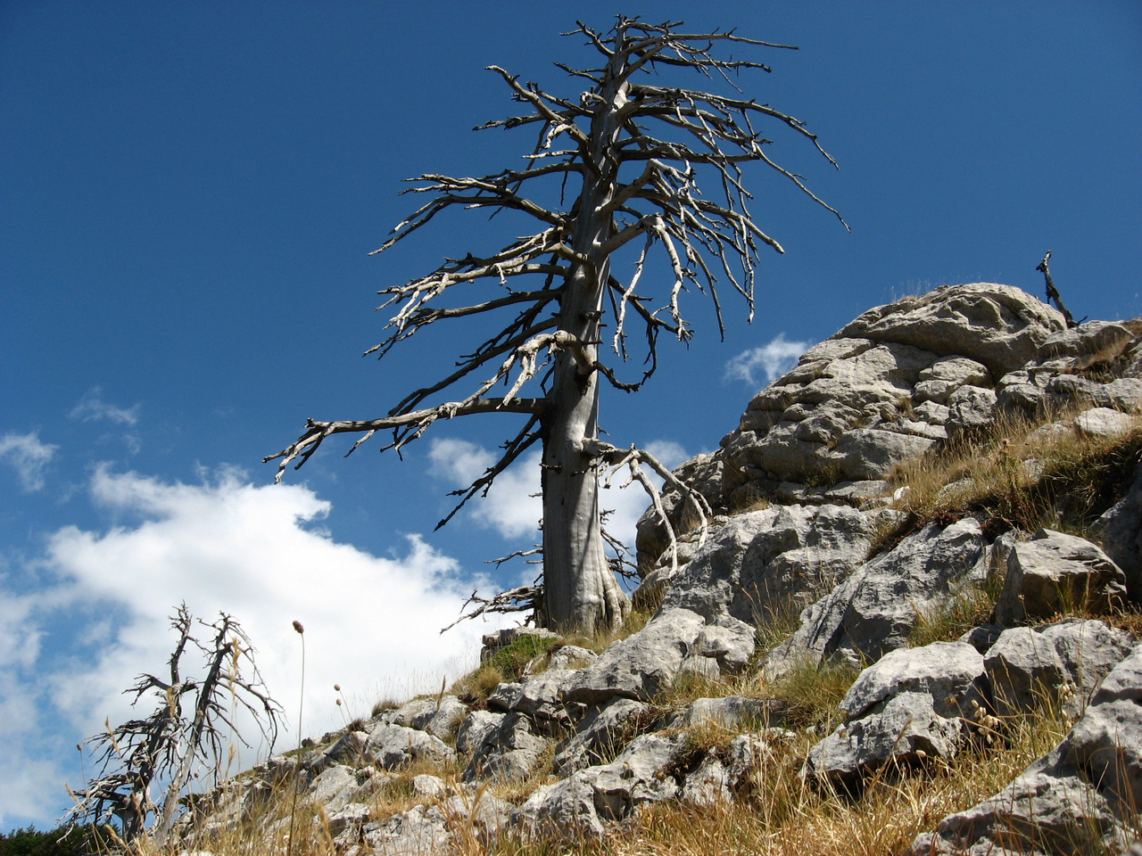 Scheletro di pino loricato morto in piedi sulla cresta di Serra delle Ciavole, nel Parco Nazionale del Pollino