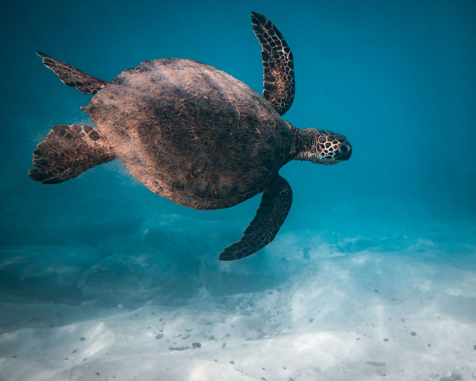 Spiaggia tropicale con sabbia e mare