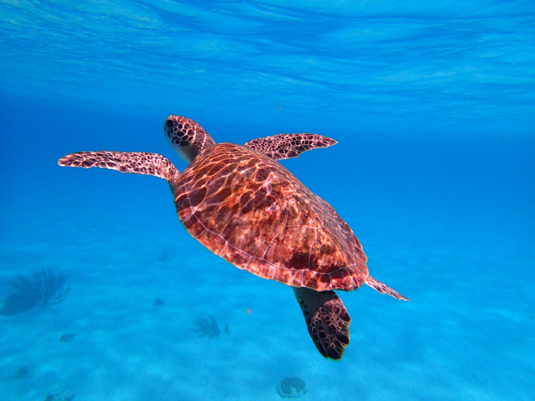 Piccola tartaruga marina sulla sabbia diretta verso il mare
