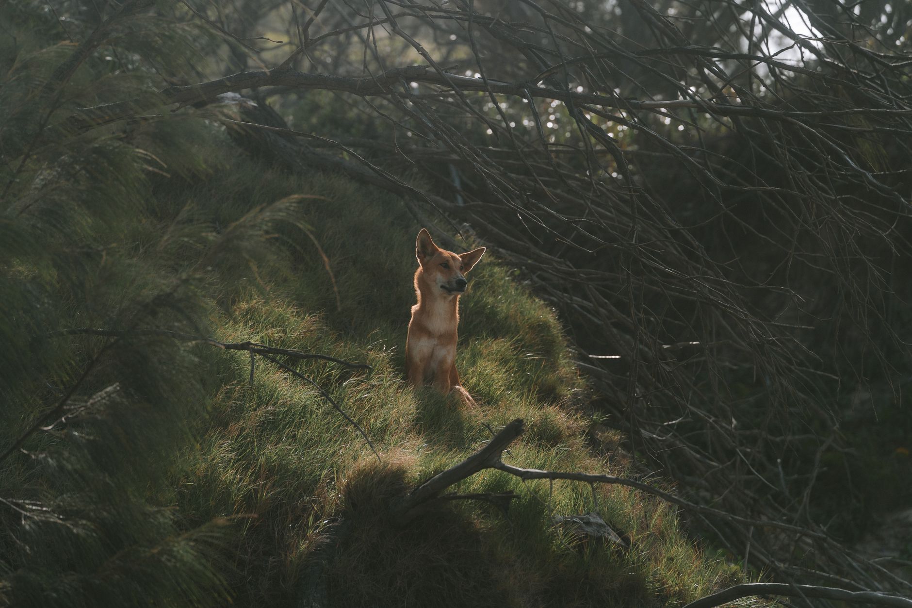 Volpe predatore opportunista in natura