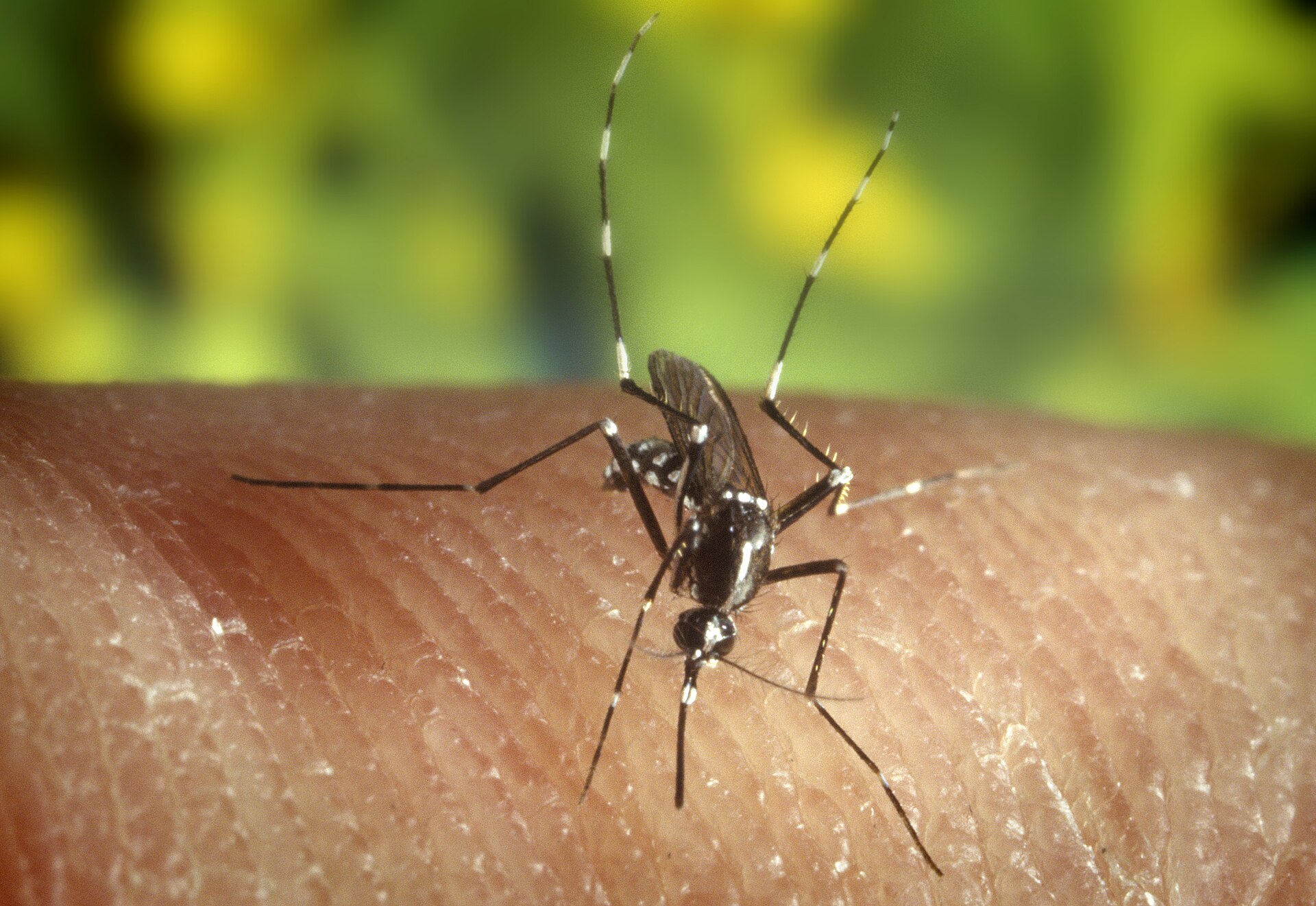 Zanzara tigre (Aedes albopictus) con le caratteristiche strisce bianche su torace e zampe