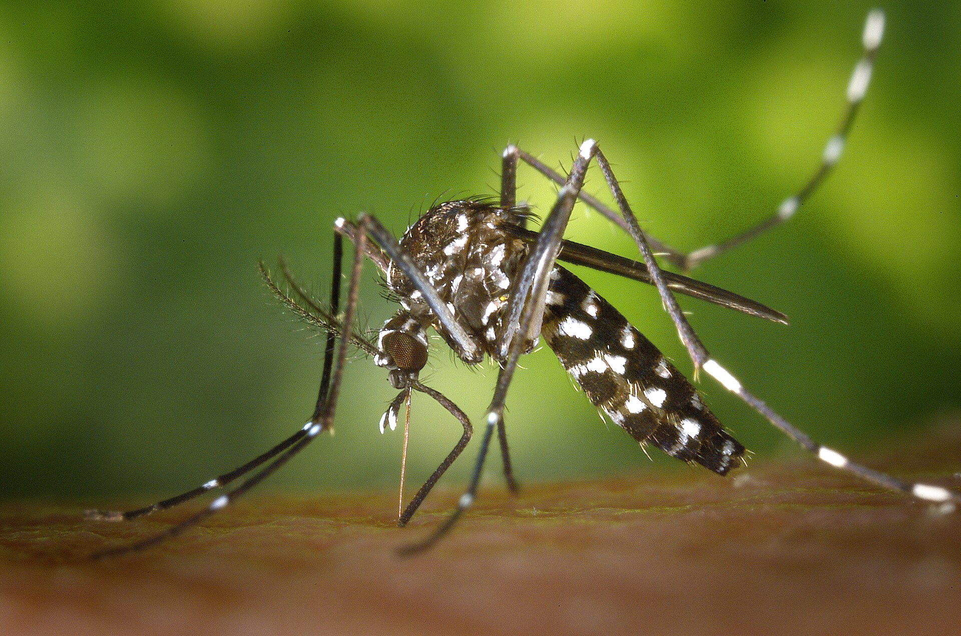 Femmina di zanzara tigre, Aedes albopictus, con le striature bianche e nere su zampe e addome, posata sulla pelle