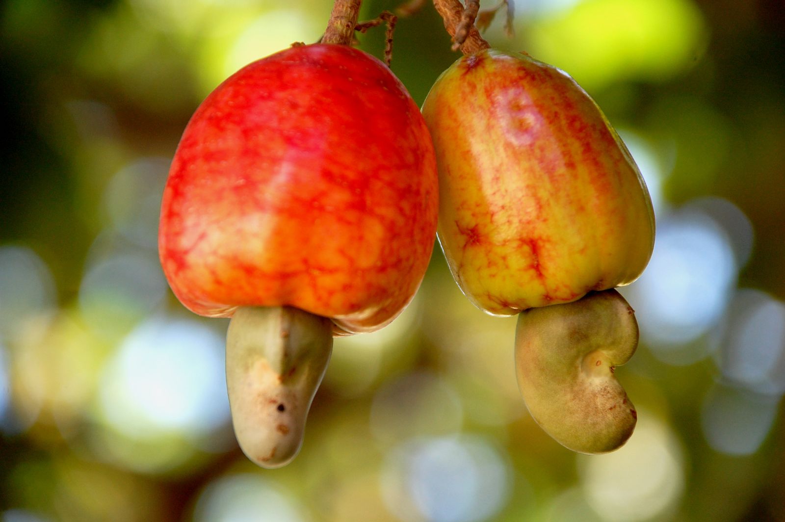 Frutti di anacardio appesi al ramo, con la noce che spunta sotto il pomo rosso