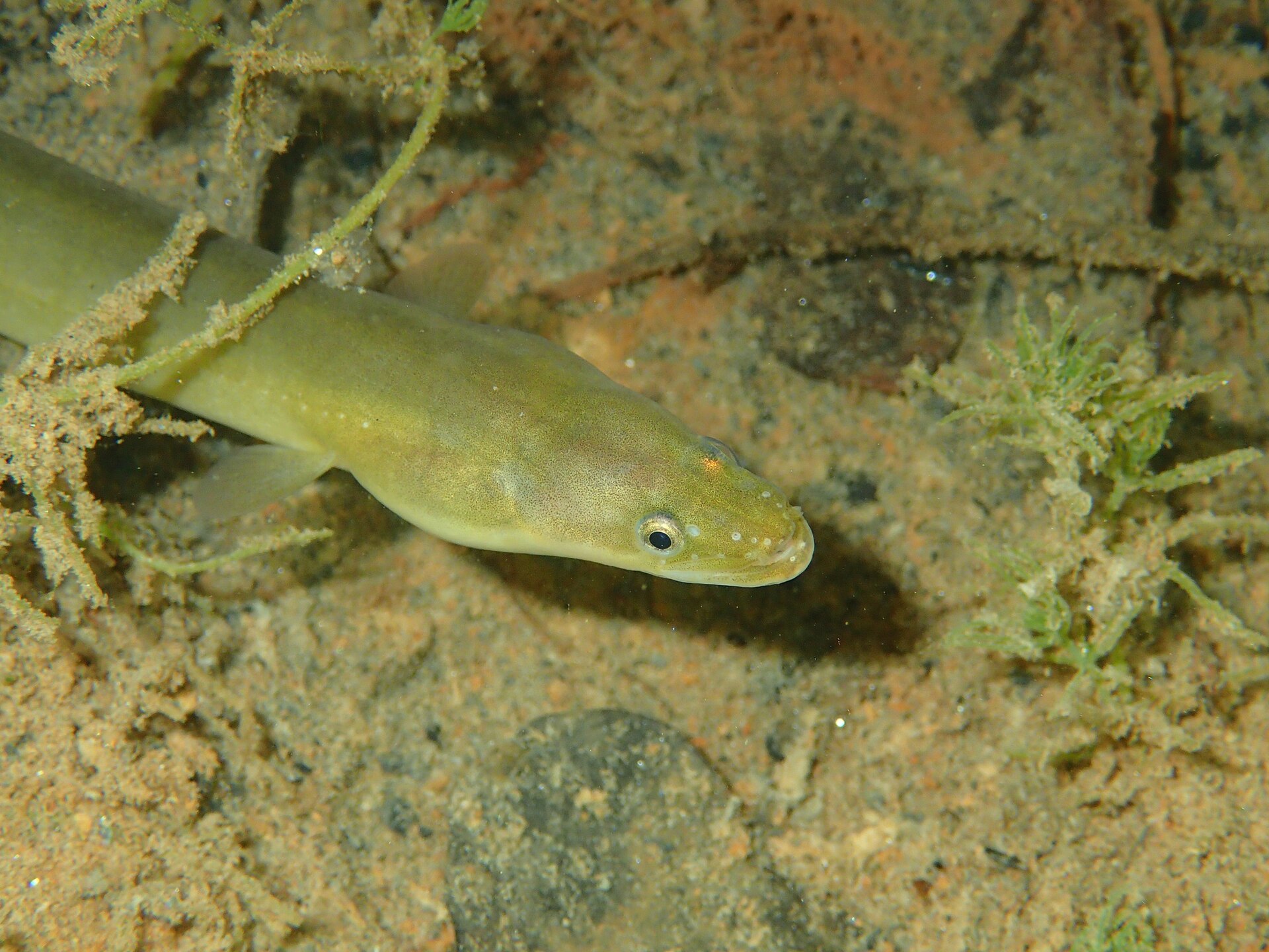 Anguilla europea giovane che nuota sul fondale sabbioso tra le alghe