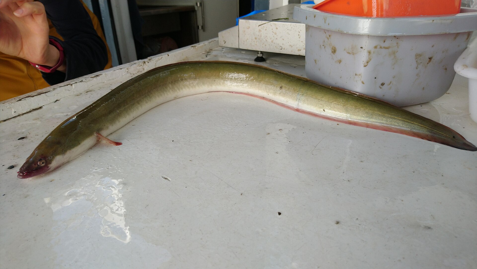 Anguilla europea (Anguilla anguilla) adulta appoggiata su un banco di lavoro durante un campionamento scientifico